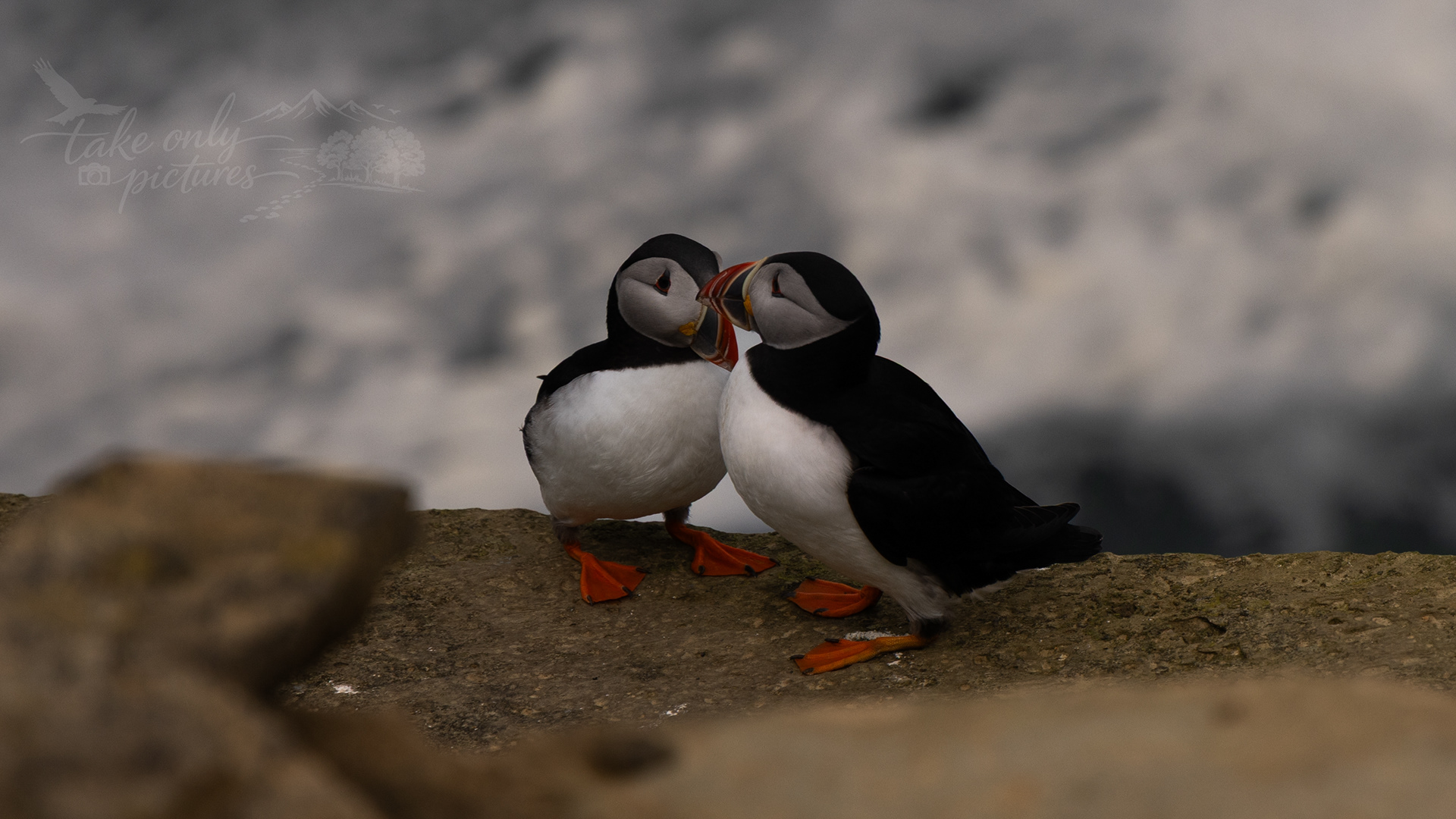 Puffins, Brough of Birsay, Orkney