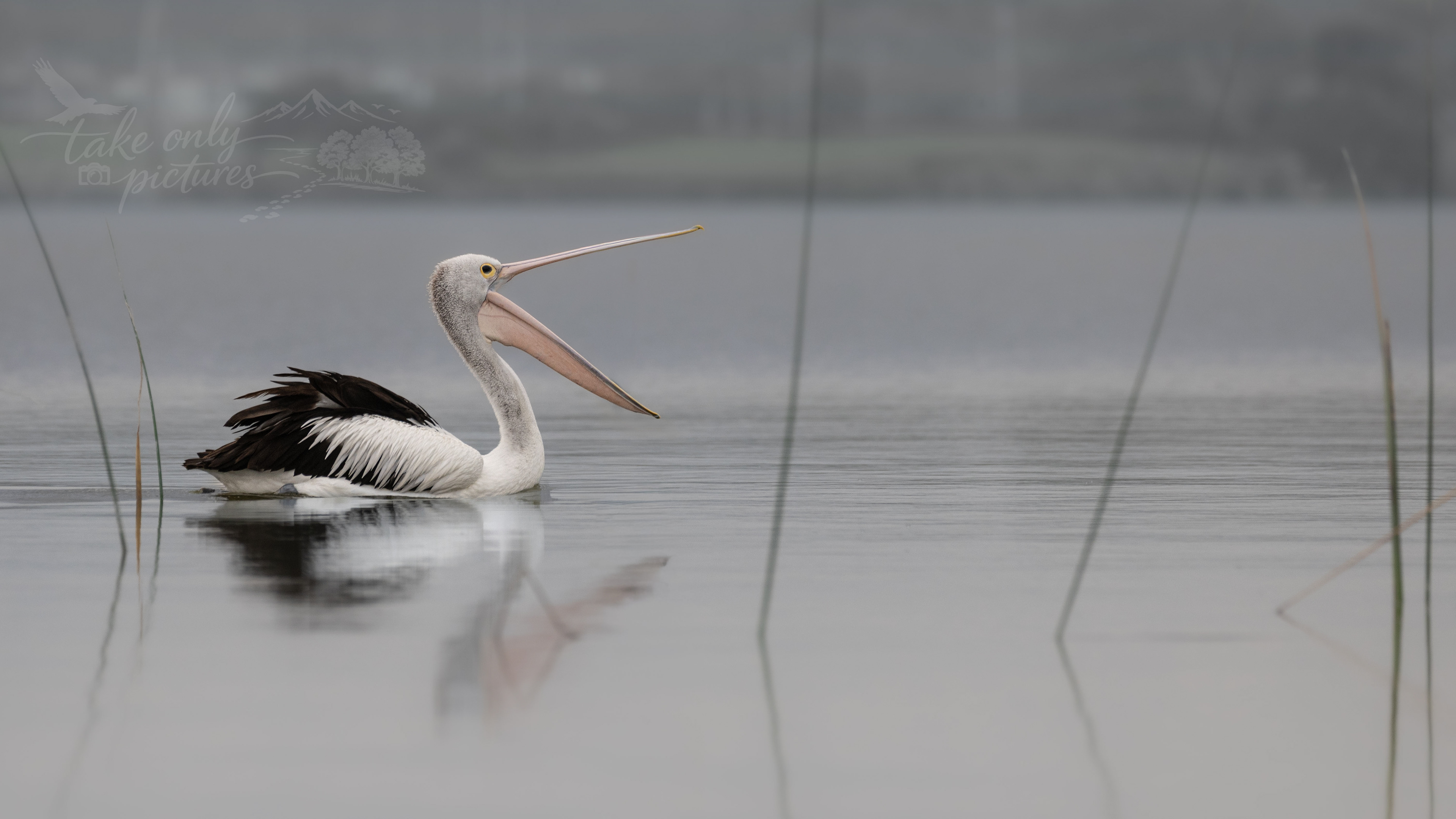 Australian pelican, Goolwa, Murray River, South Australia