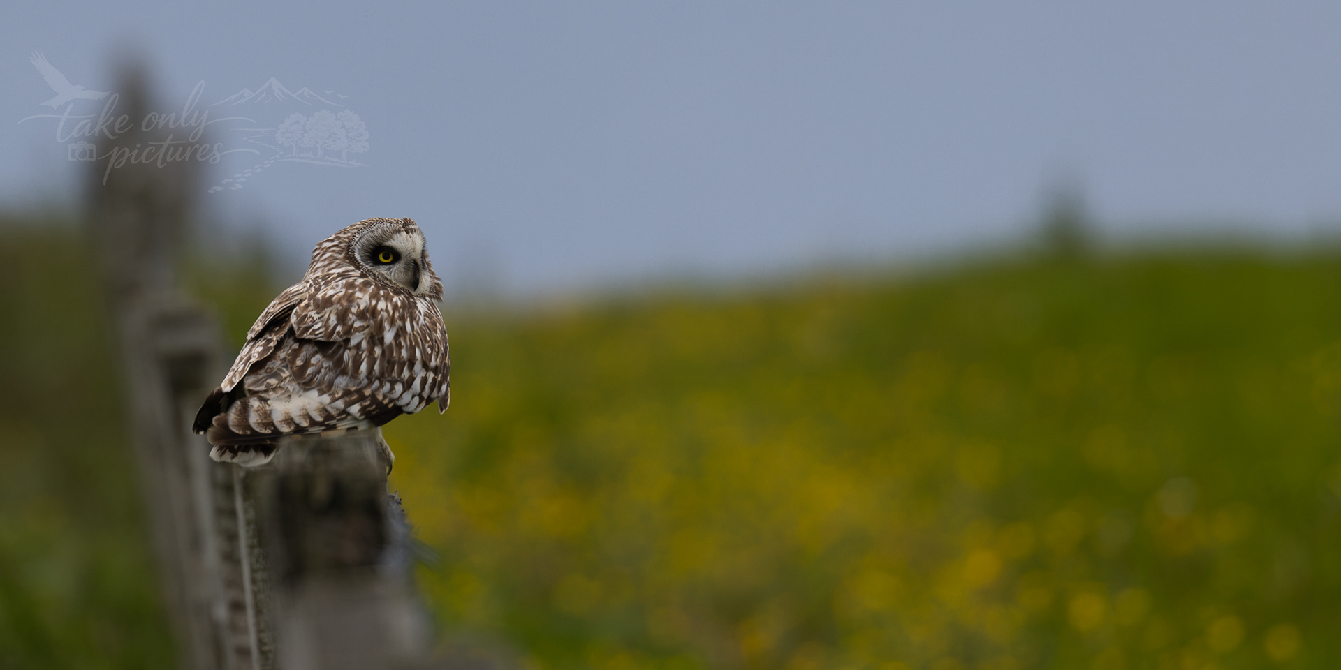 Long-eared owl, Northside, Orkney