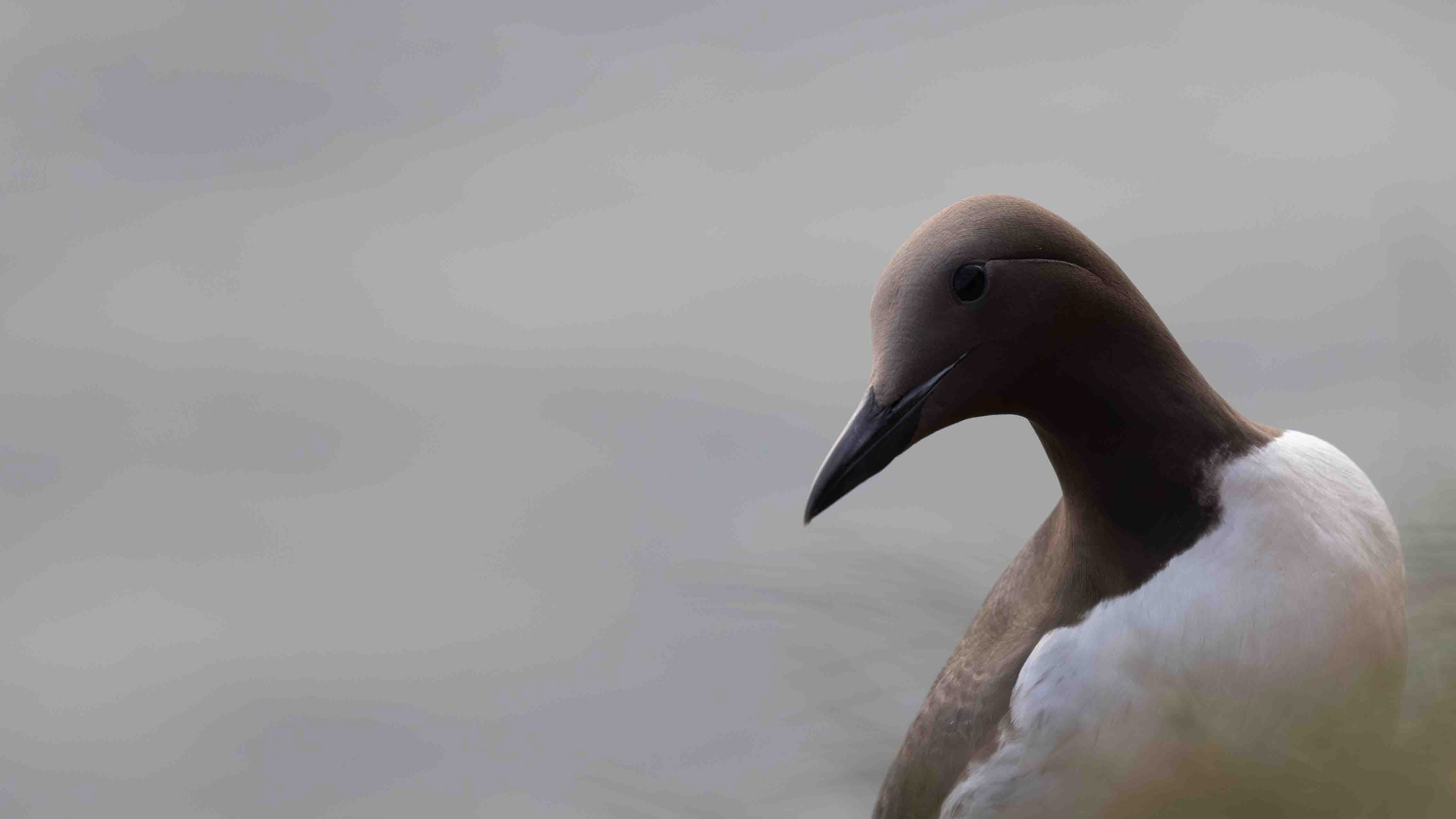 Guillemot