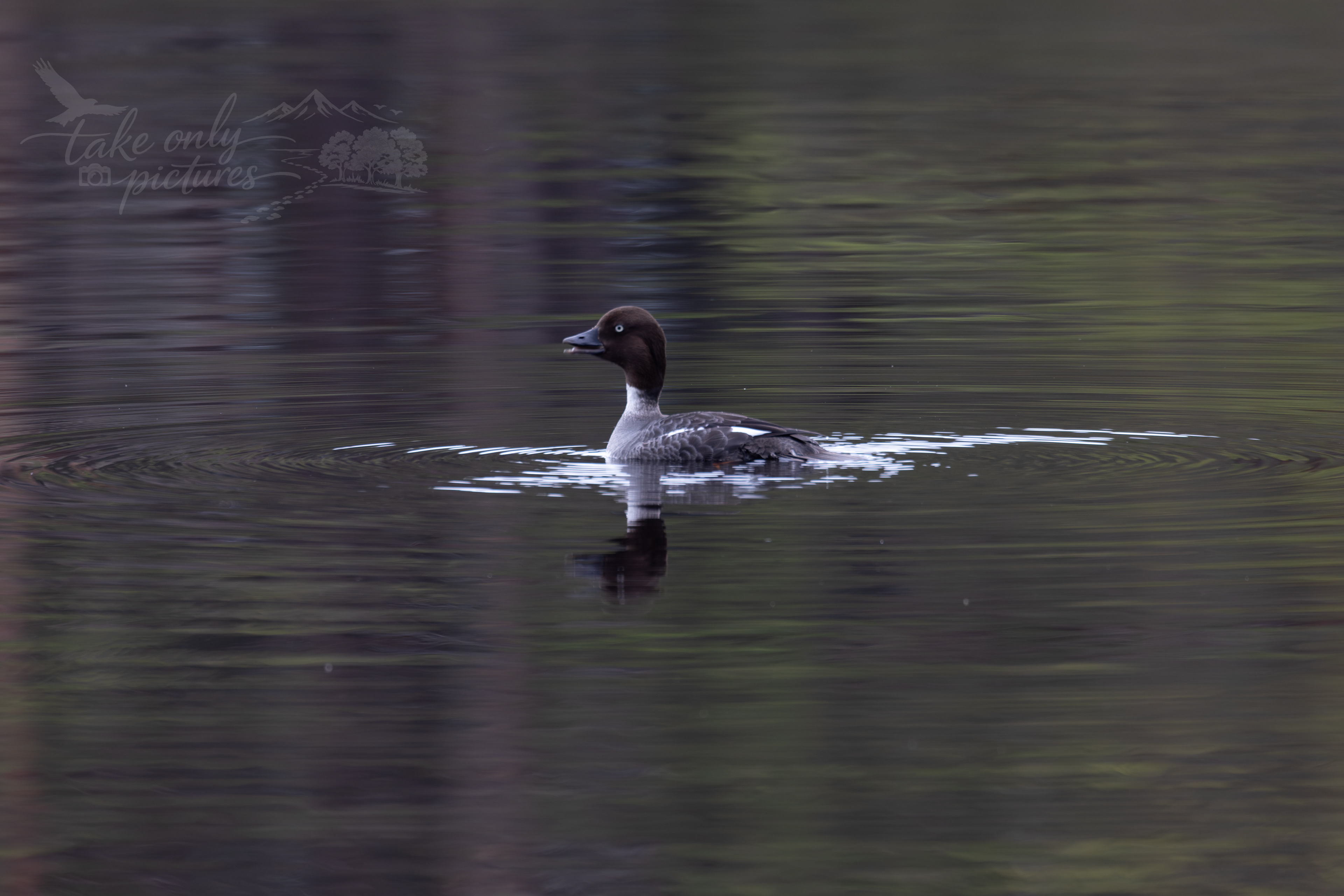 Goldeneye - Loch Garten
