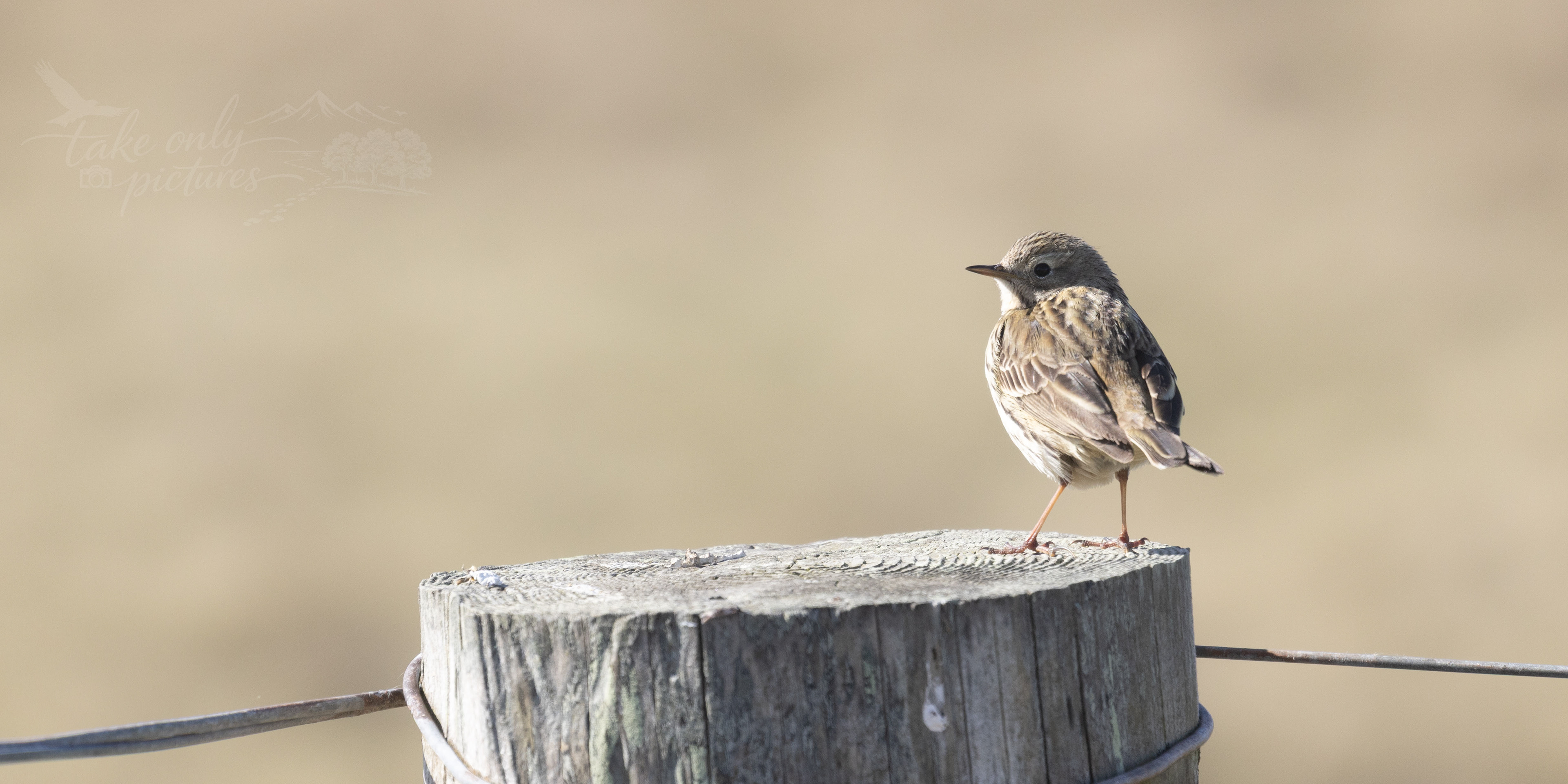 Meadow pipit