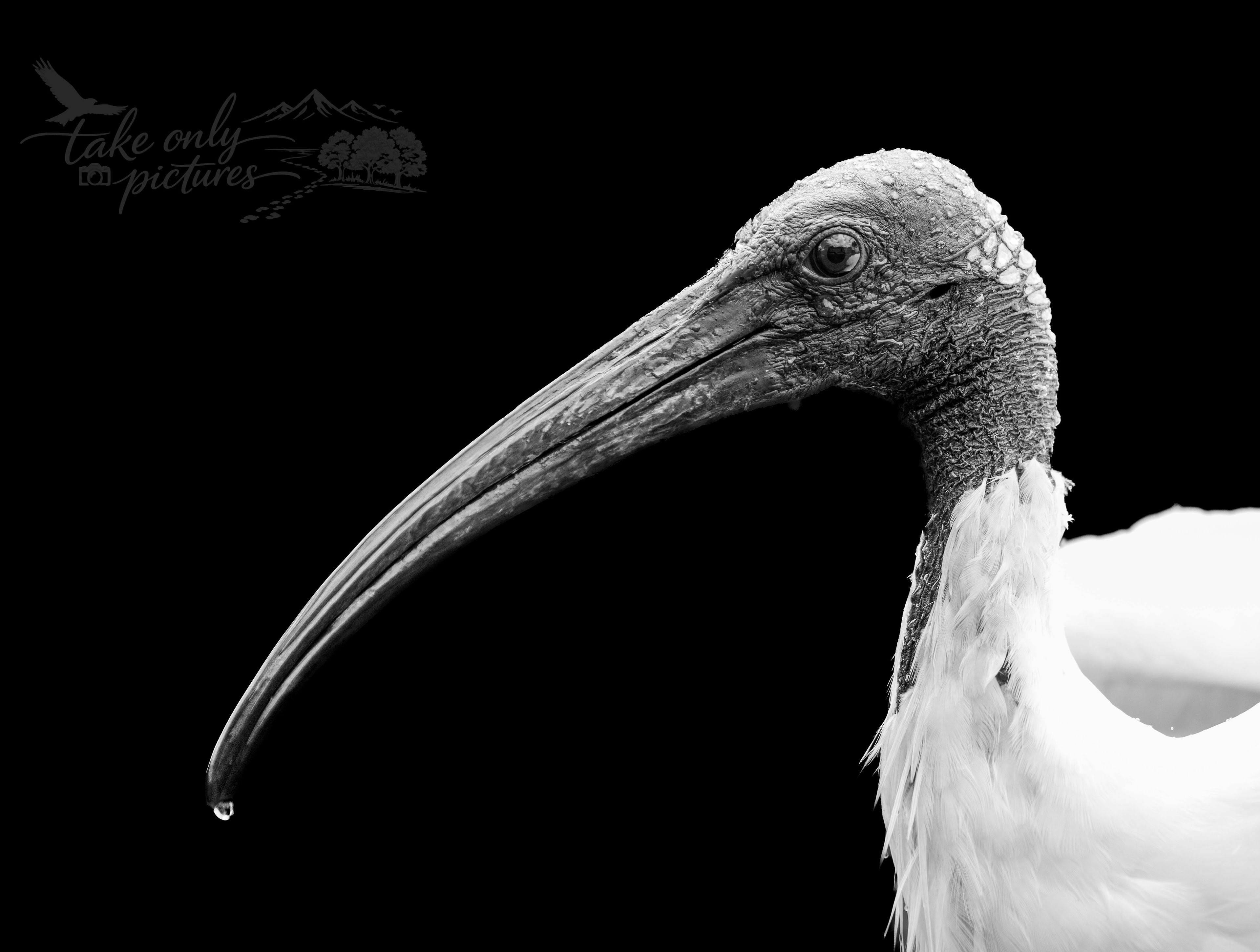 Australian white ibis or "bin chicken", Sydney, NSW