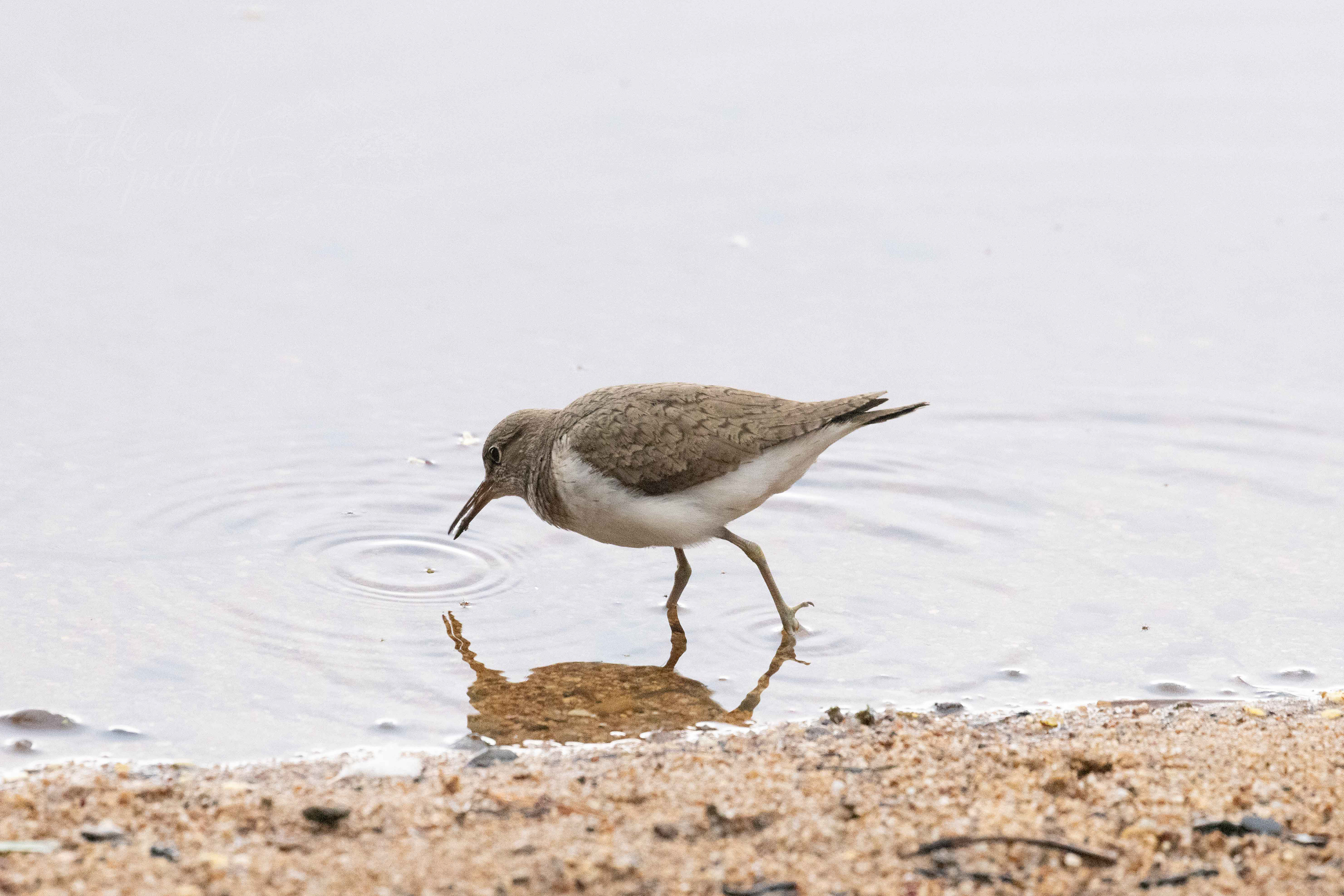 Sanderling - Loch Garten
