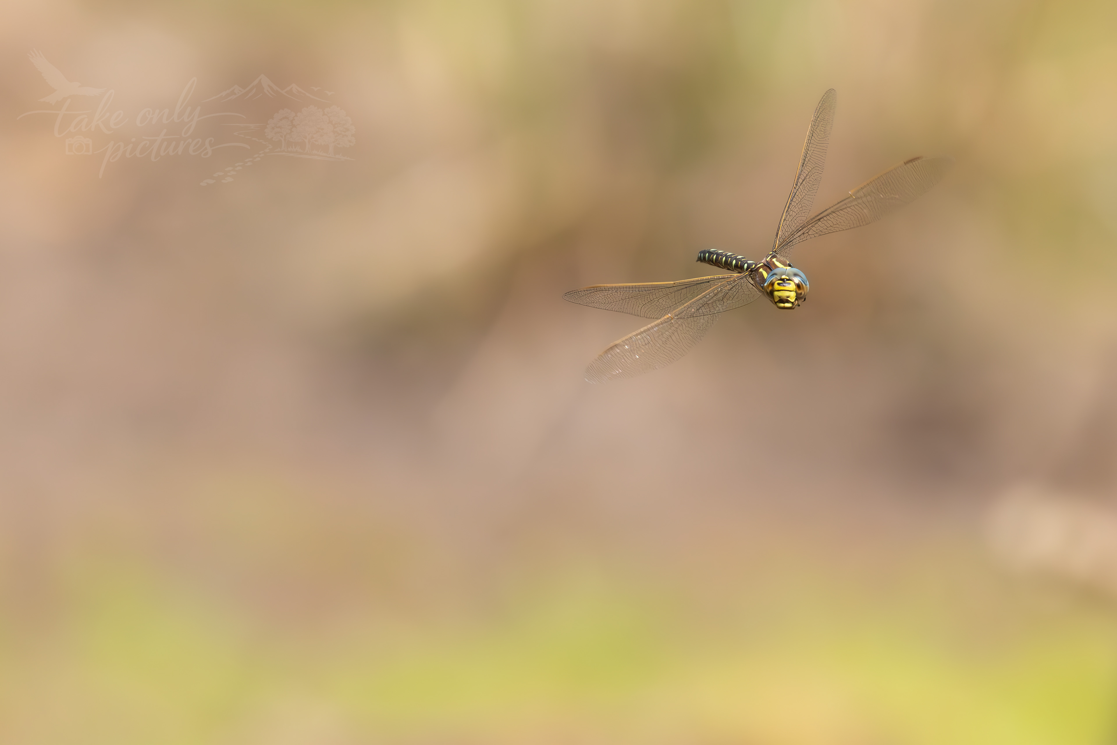 Migrant Hawker, Chepstow Park Wood, Monmouthshire