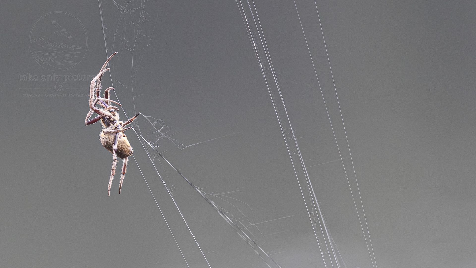 Garden orb spider (poss), Badu Wetlands, NSW