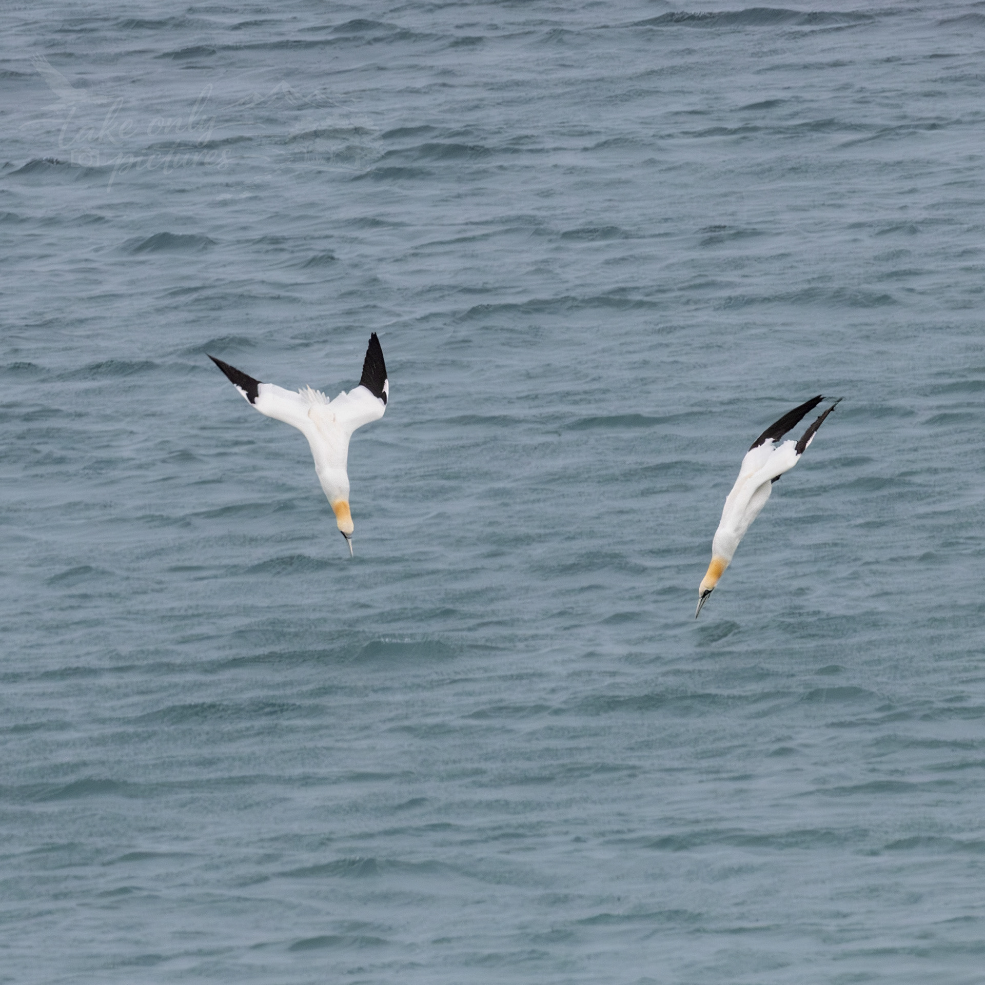 Diving gannets