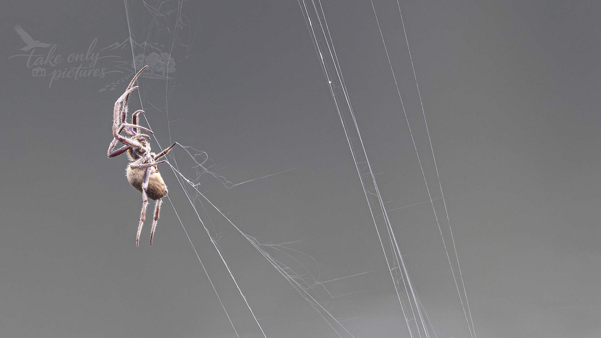 Garden orb spider (poss), Badu Wetlands, NSW