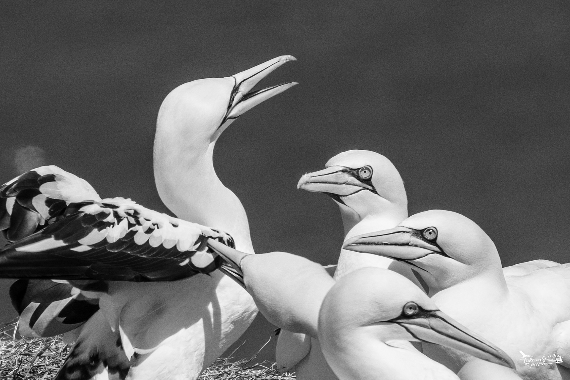 A juvenile bird is not tolerated by the adults