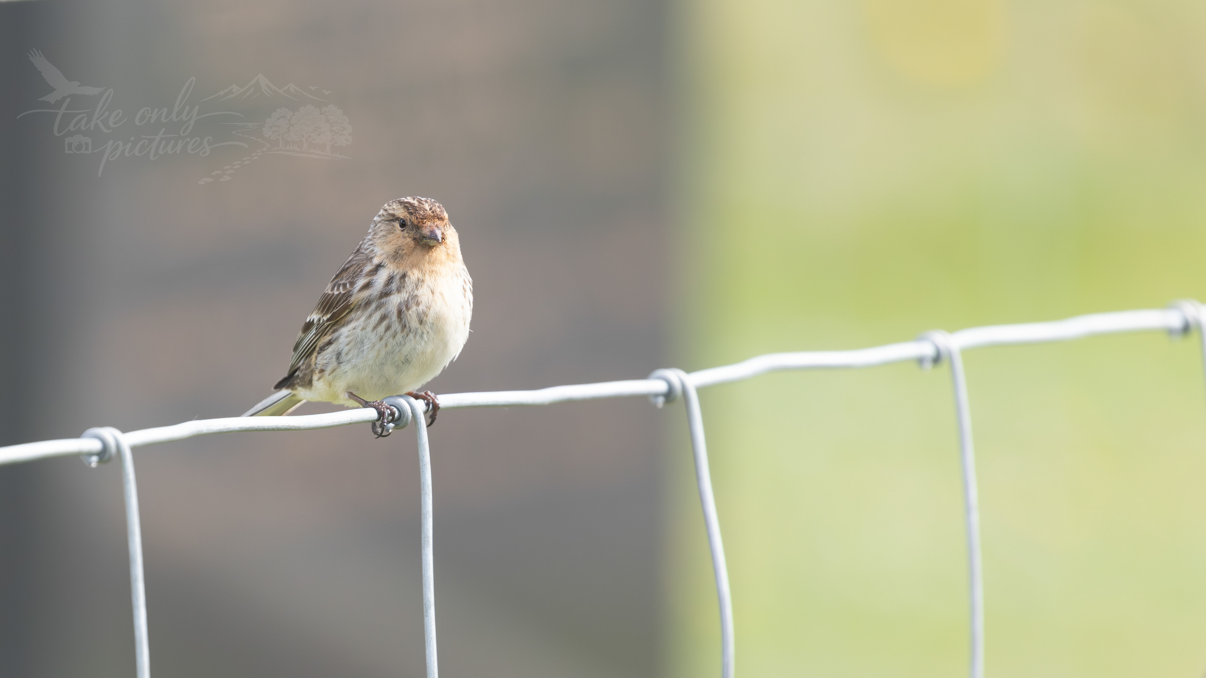 Twite!