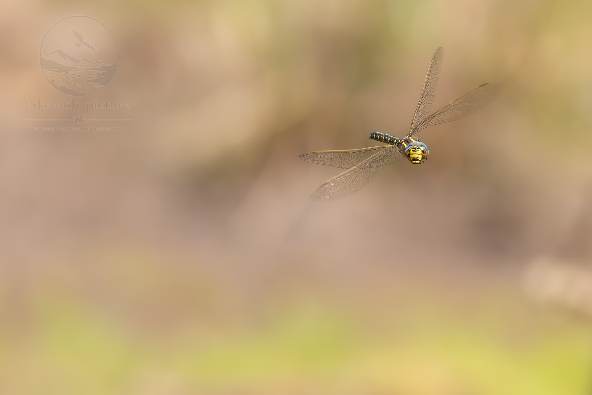 Migrant Hawker, Chepstow Park Wood, Monmouthshire