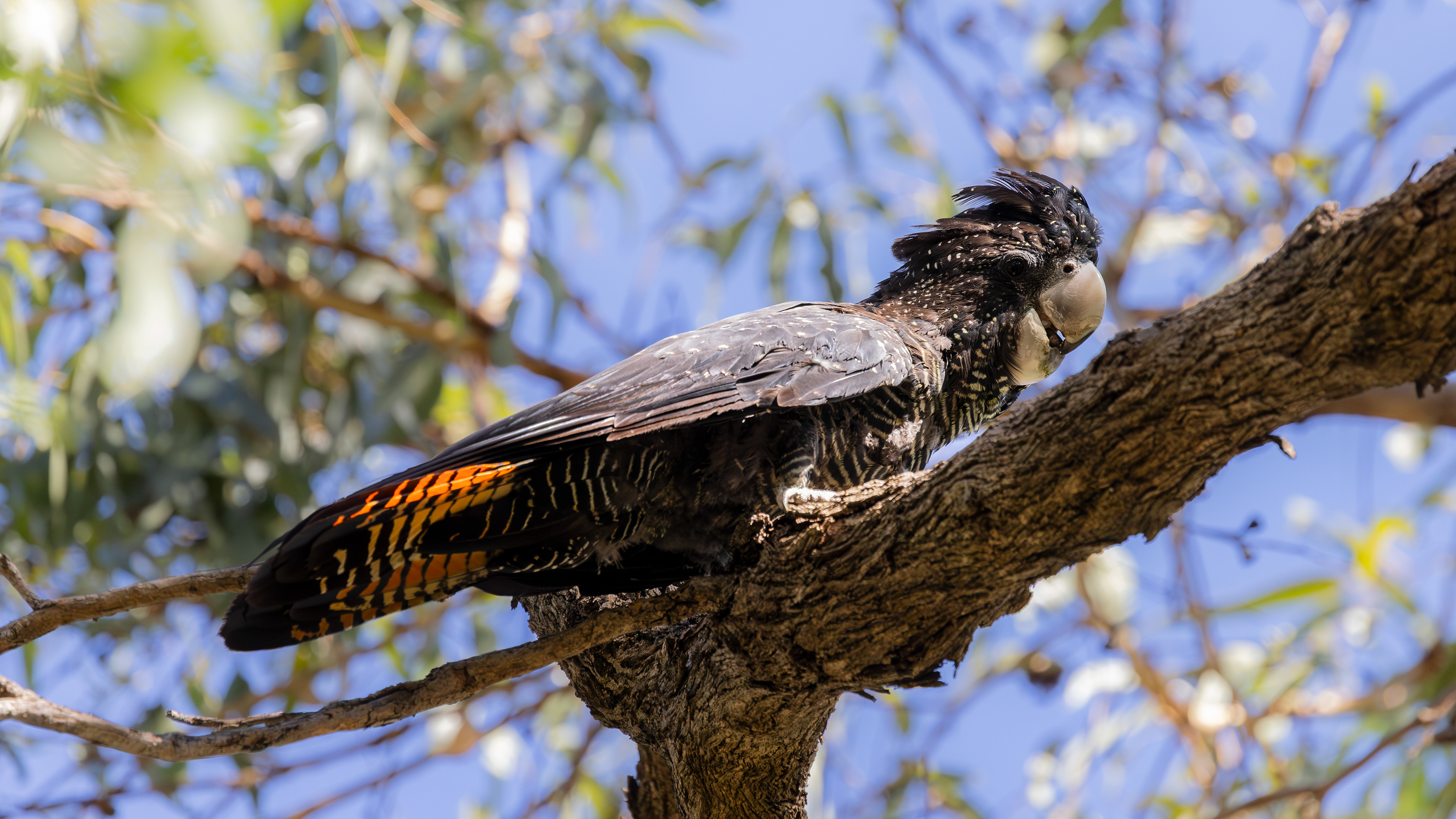Red-tailed black cockatoo, Kings Park
