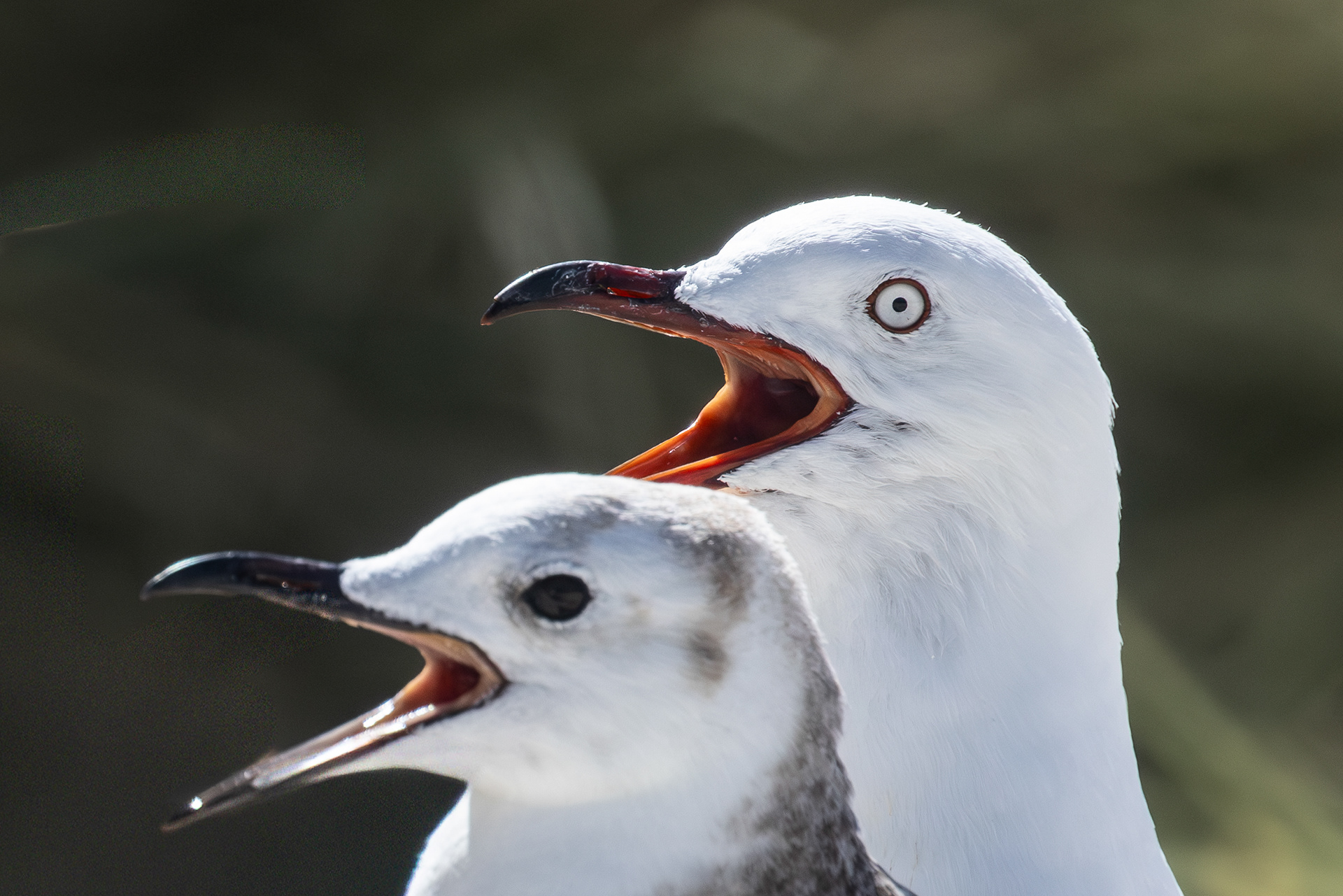 Silver gulls