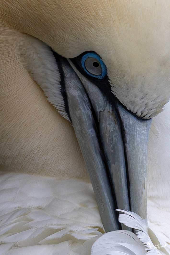 Gannets must constantly preen to keep their plumage waterproof