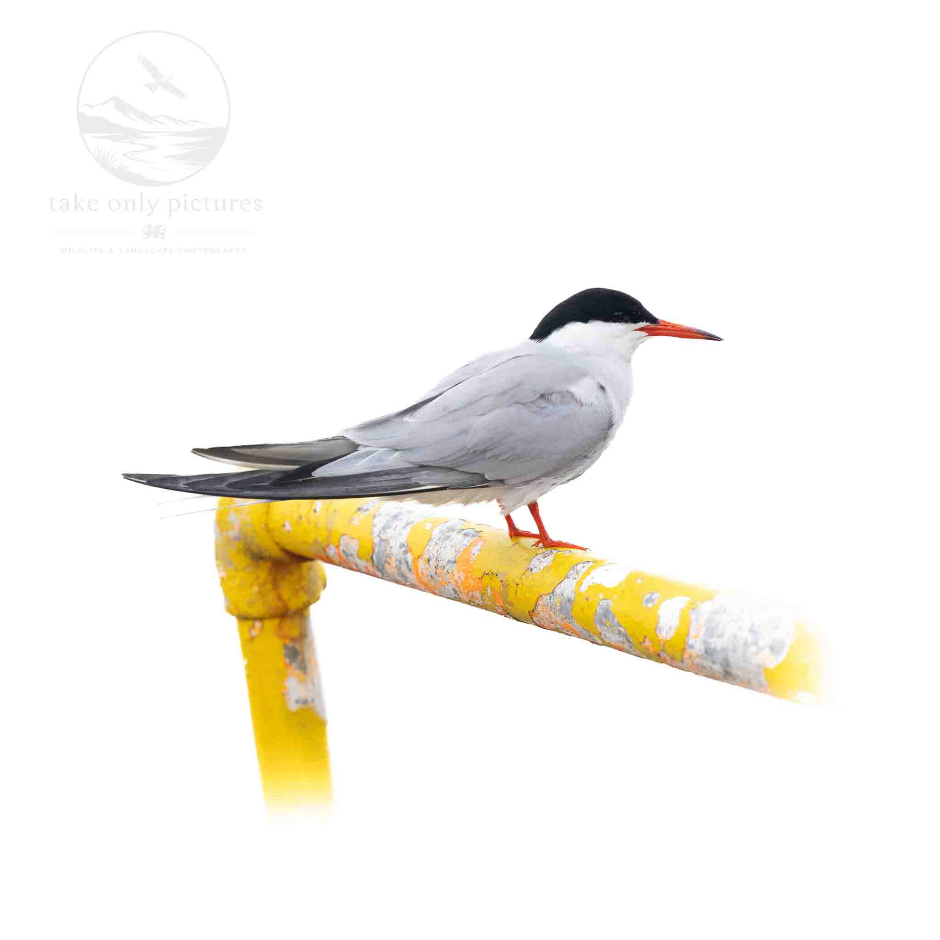 Common tern, Lerwick Harbour, Shetland
