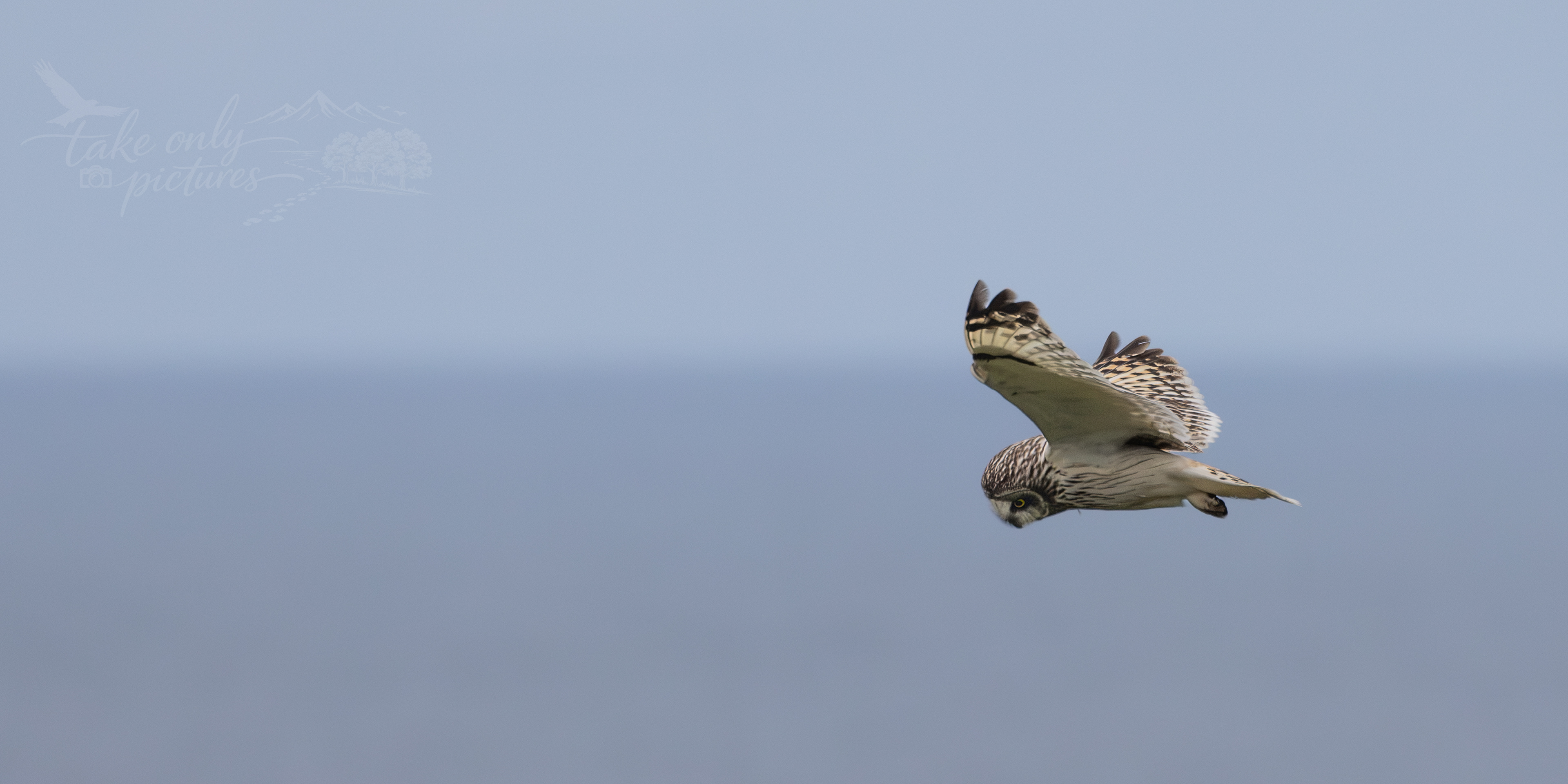 Long-eared owl, Northside, Orkney