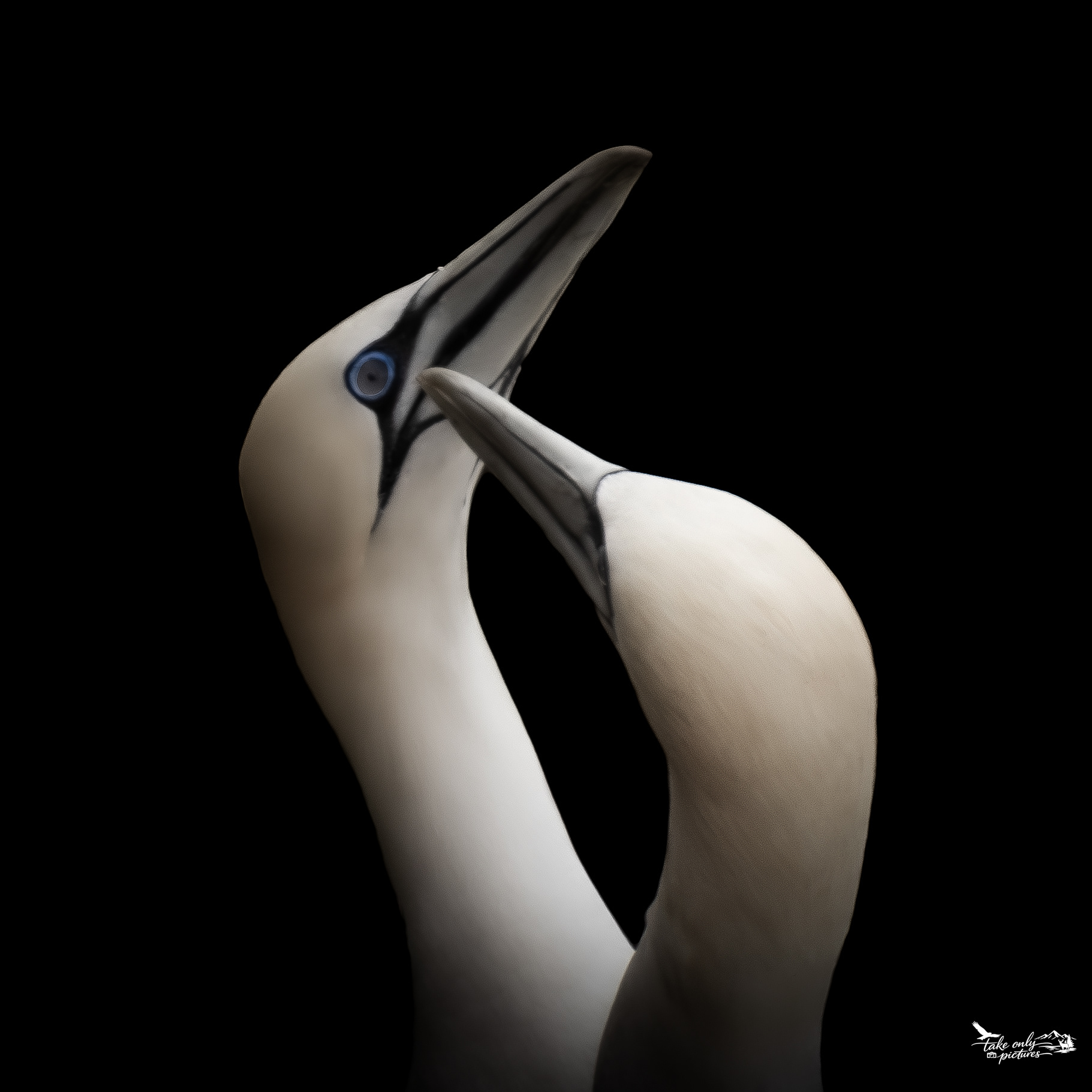 Northern gannets are monogamous and allopreen and tap bills to reinforce bonds.