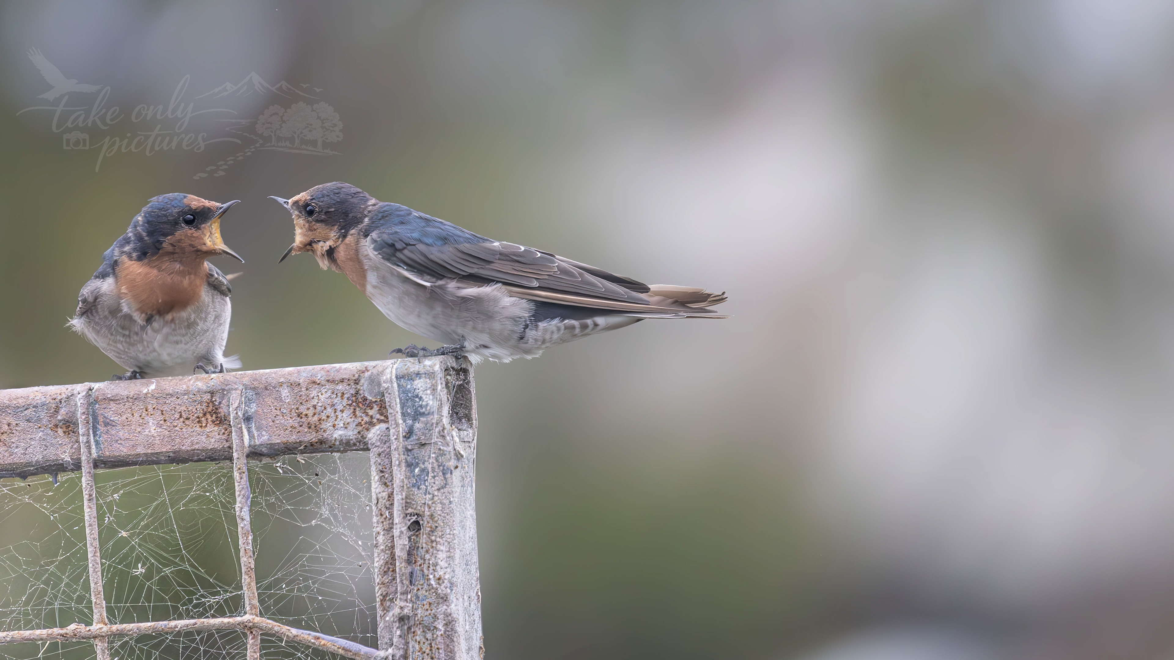 Welcome swallows, Goolwa, Murray River, South Australia