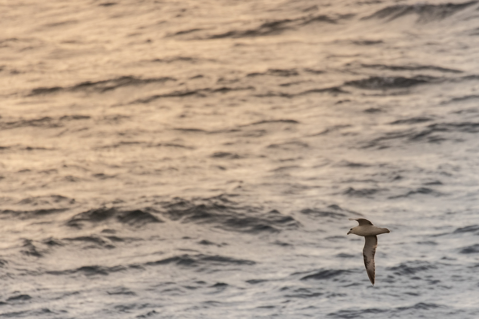 Nocturnal wanderer, Fulmar, somewhere in the North Sea