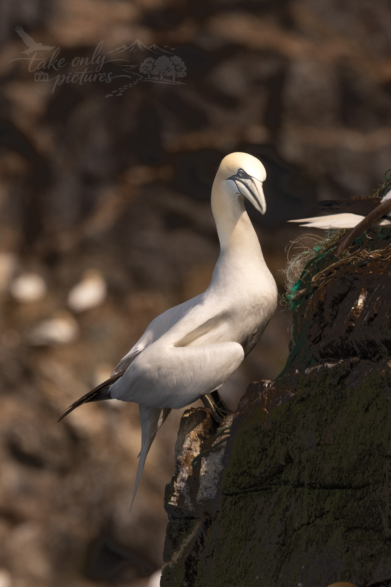 Northern gannet - Hermaness NNR, Unst