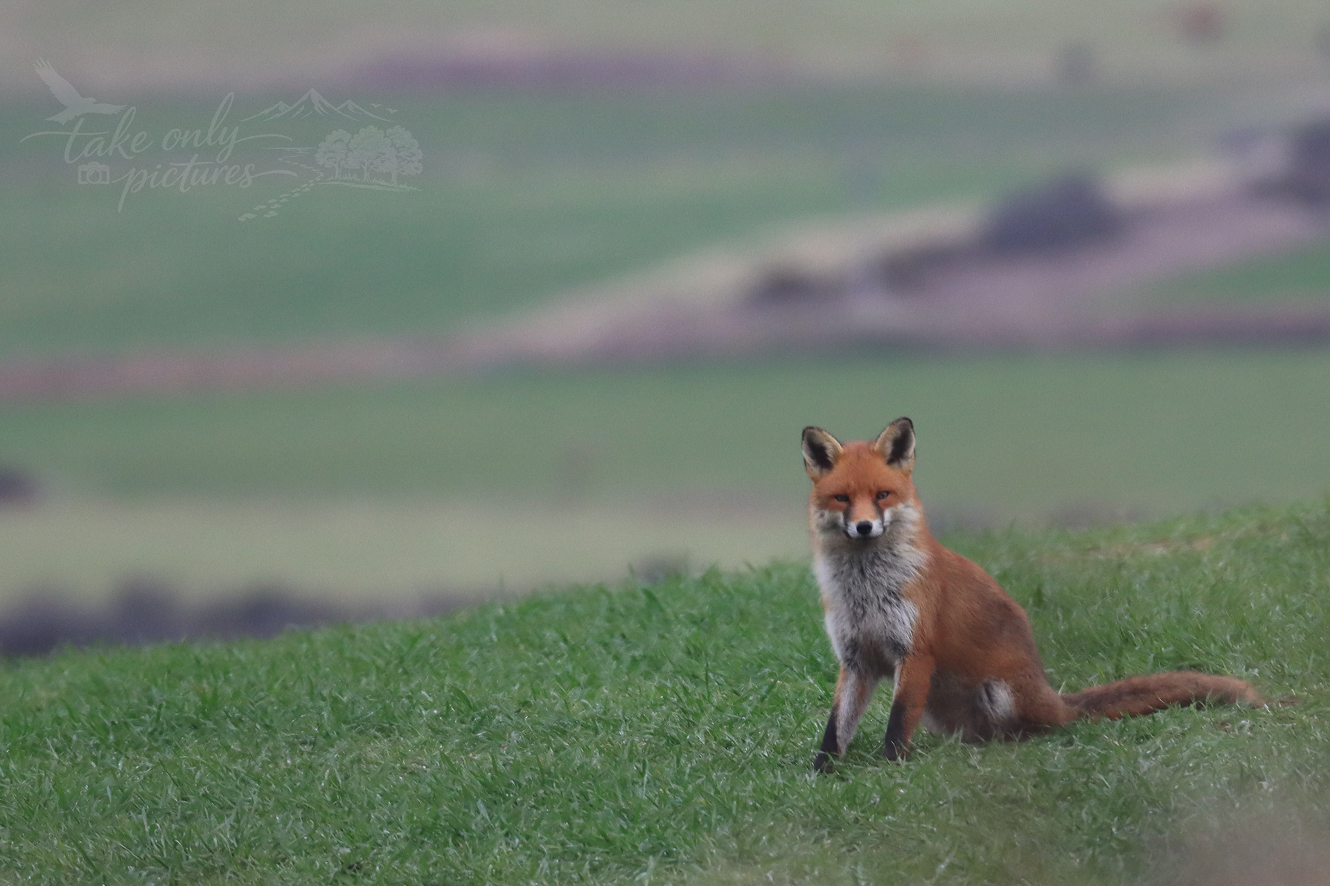 Red fox, Teifi valley, Ceredigion
