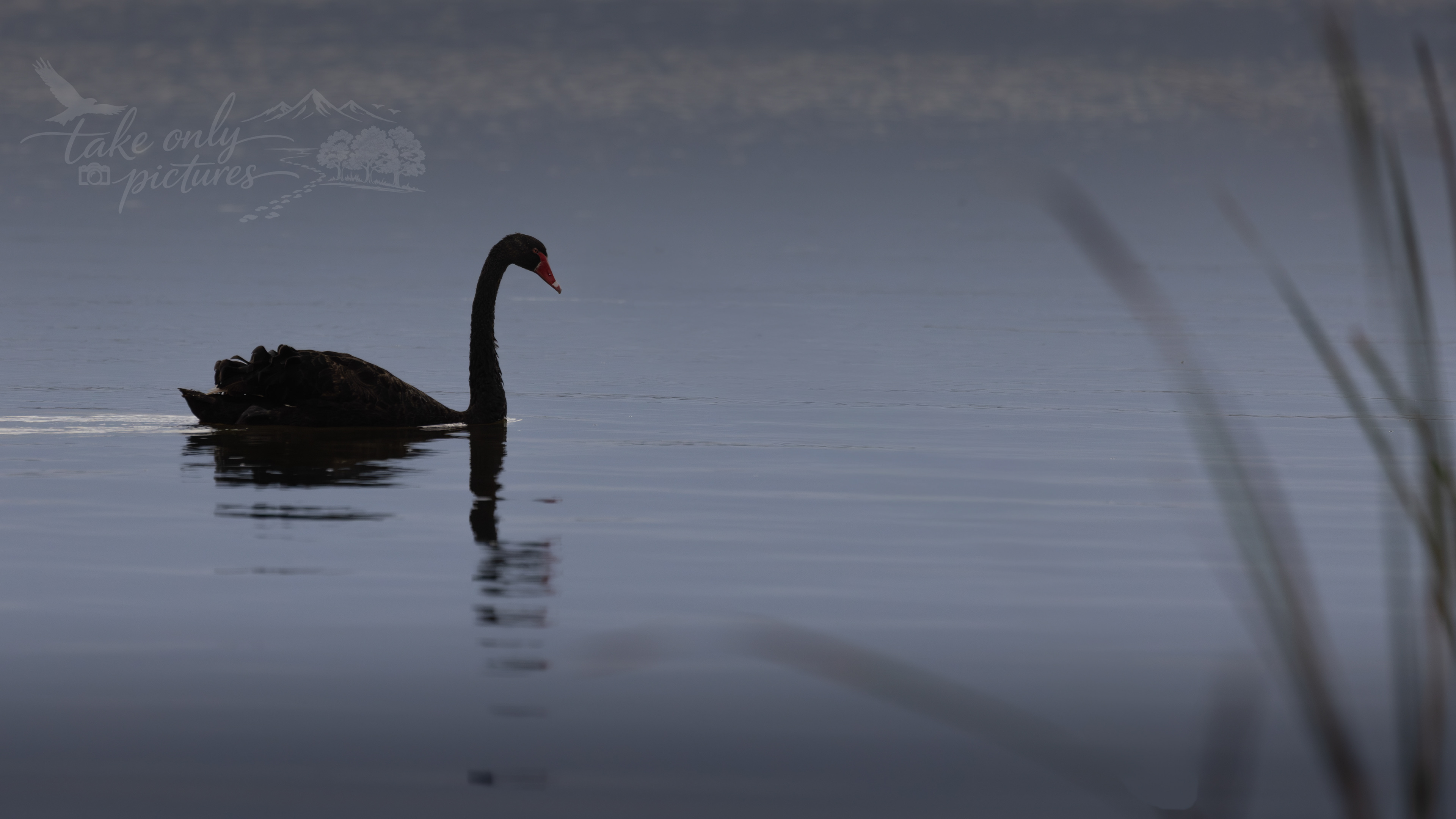 Black swan, Goolwa, Murray River, South Australia