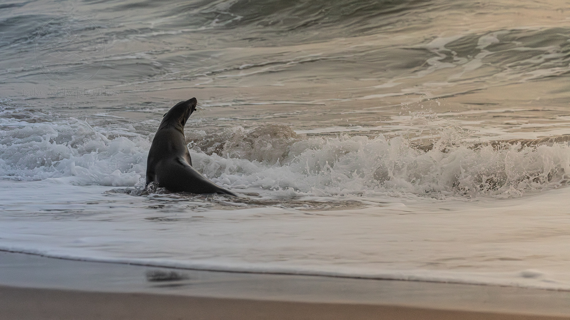 Australian fur seal, Phillip Island, Victoria