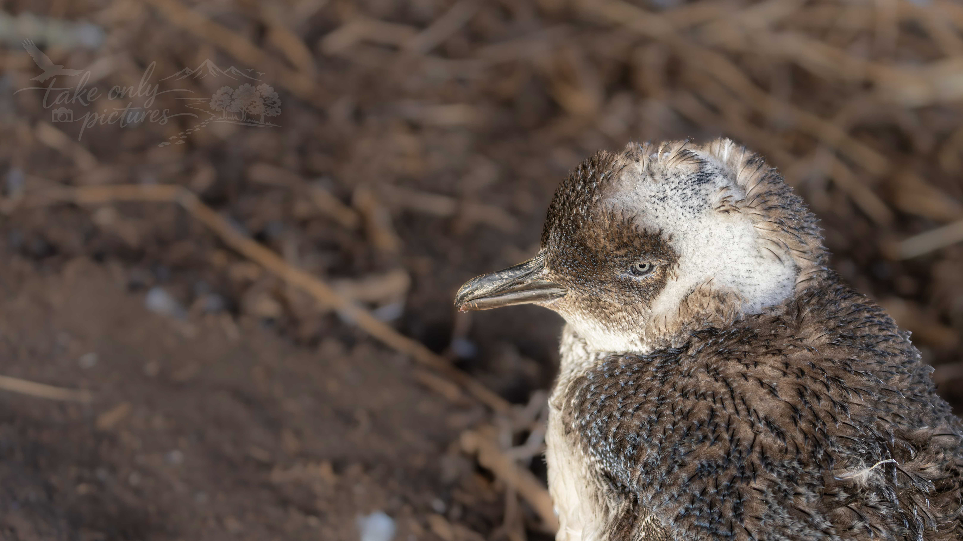 Little (fairy) penguin, Summerland, Phillip Island, Victoria