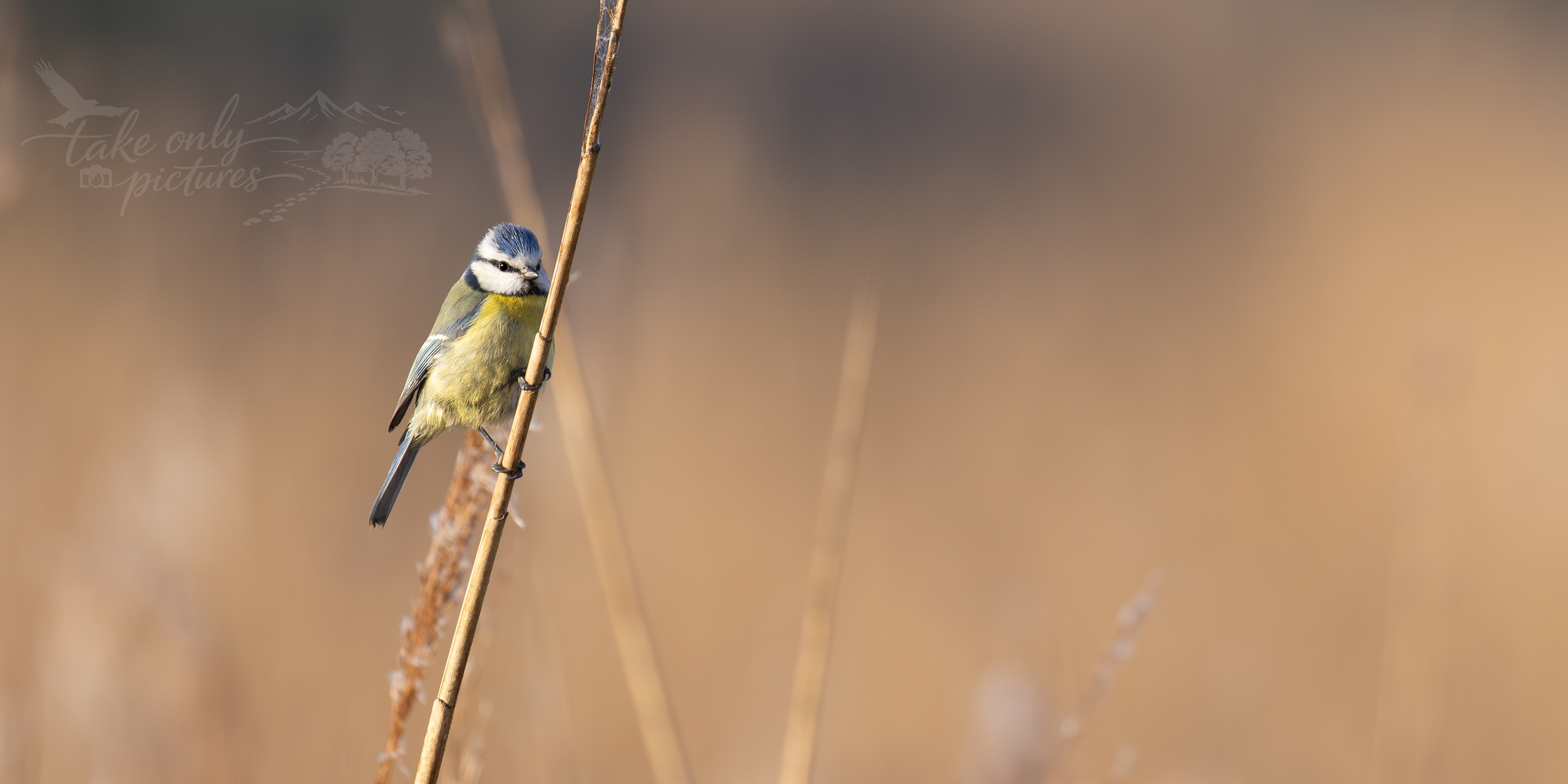 Blue tit, RSPB Ham Wall, Somerset