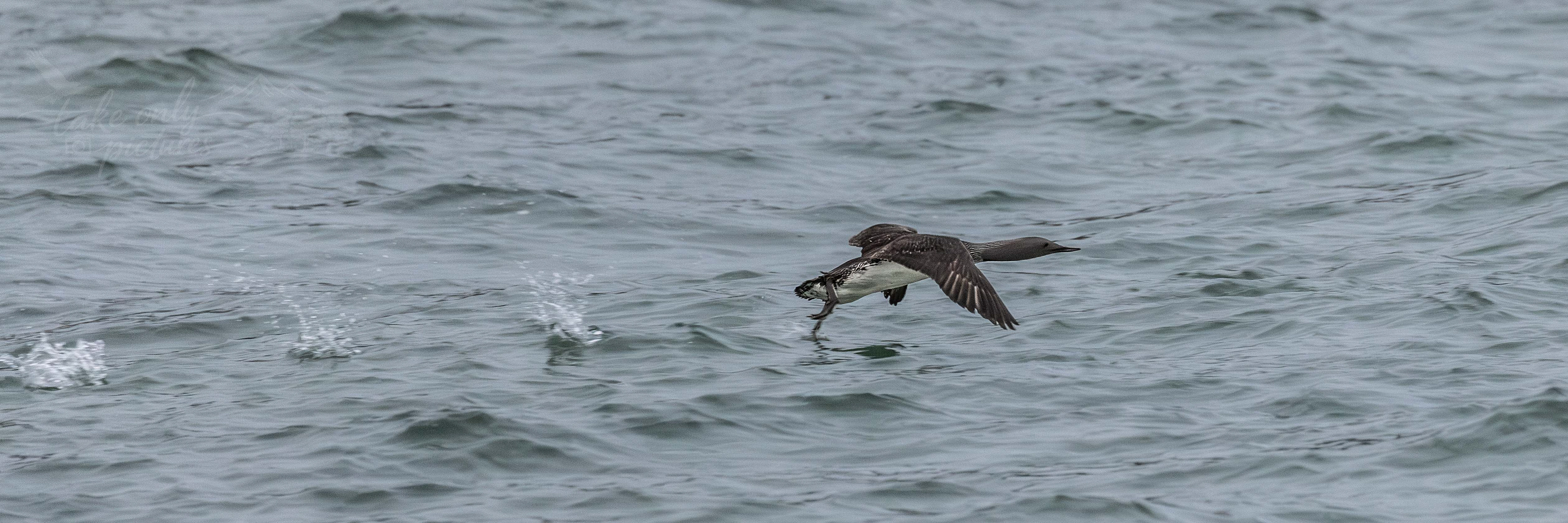 Red-throated diver