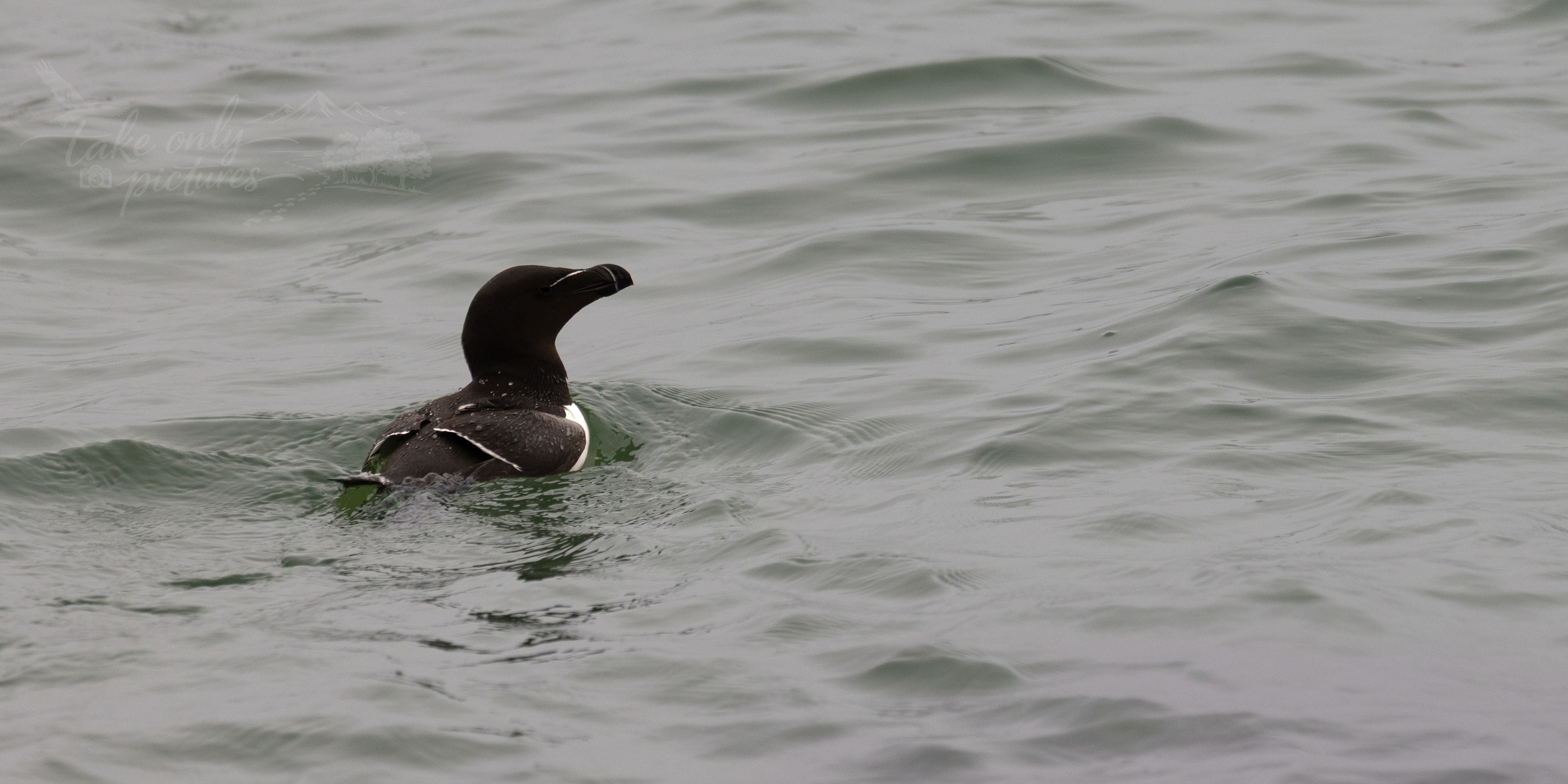 Razorbill