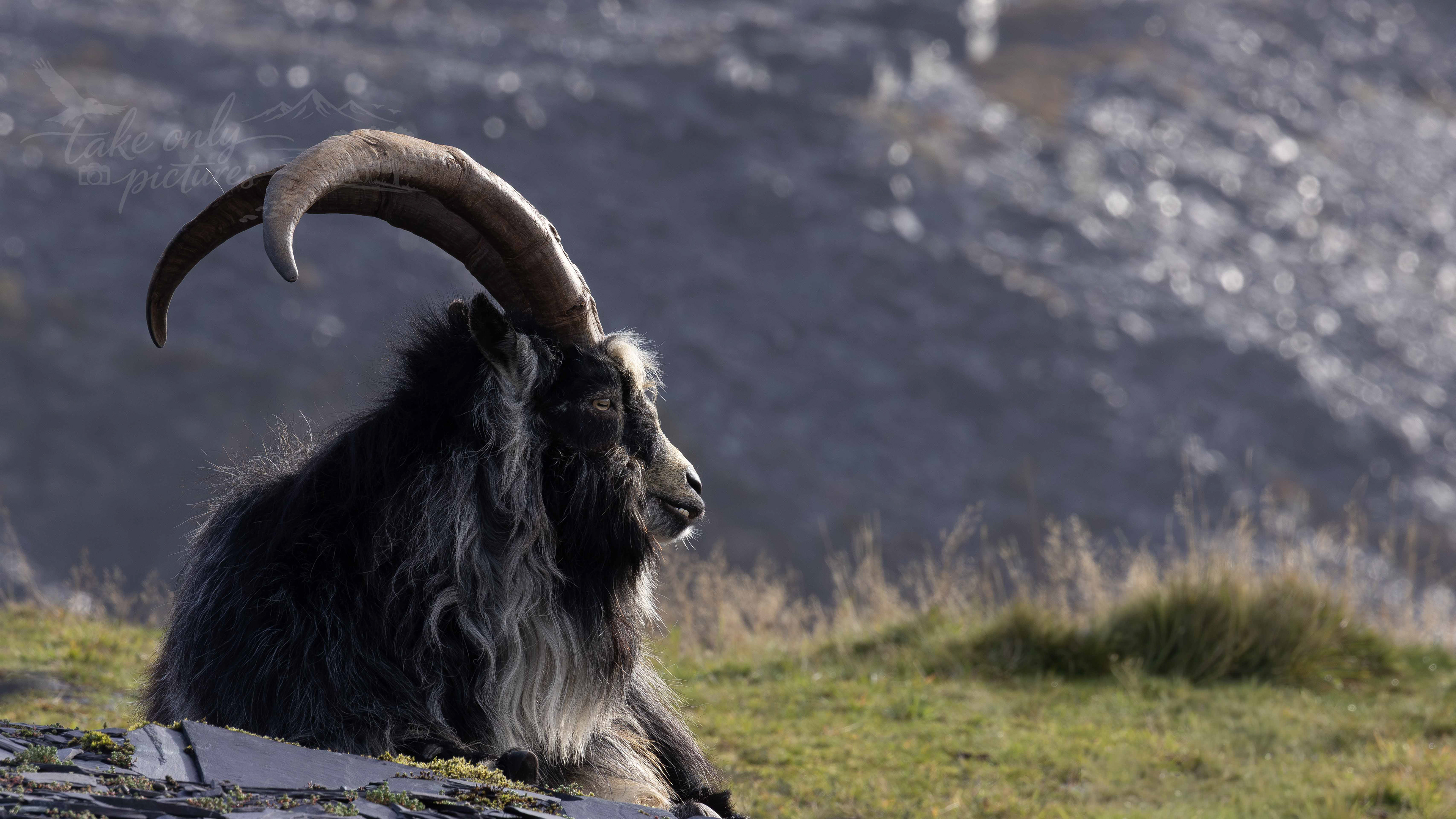 Mountain goat, LLanberis slate quarries, Eryri National Park