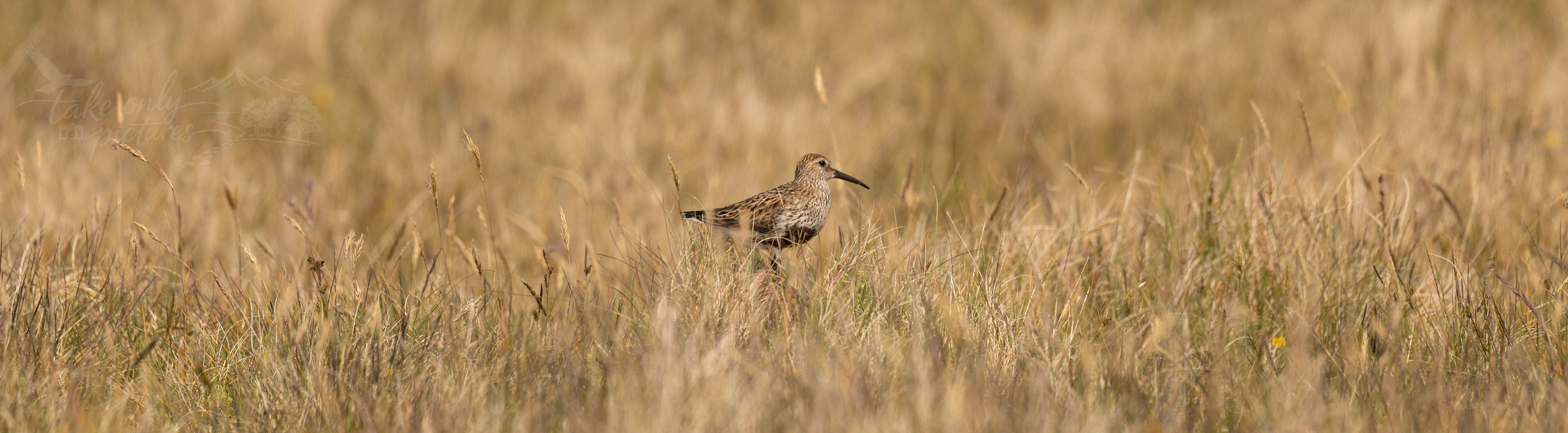Dunlin - Burra Ness, Yell