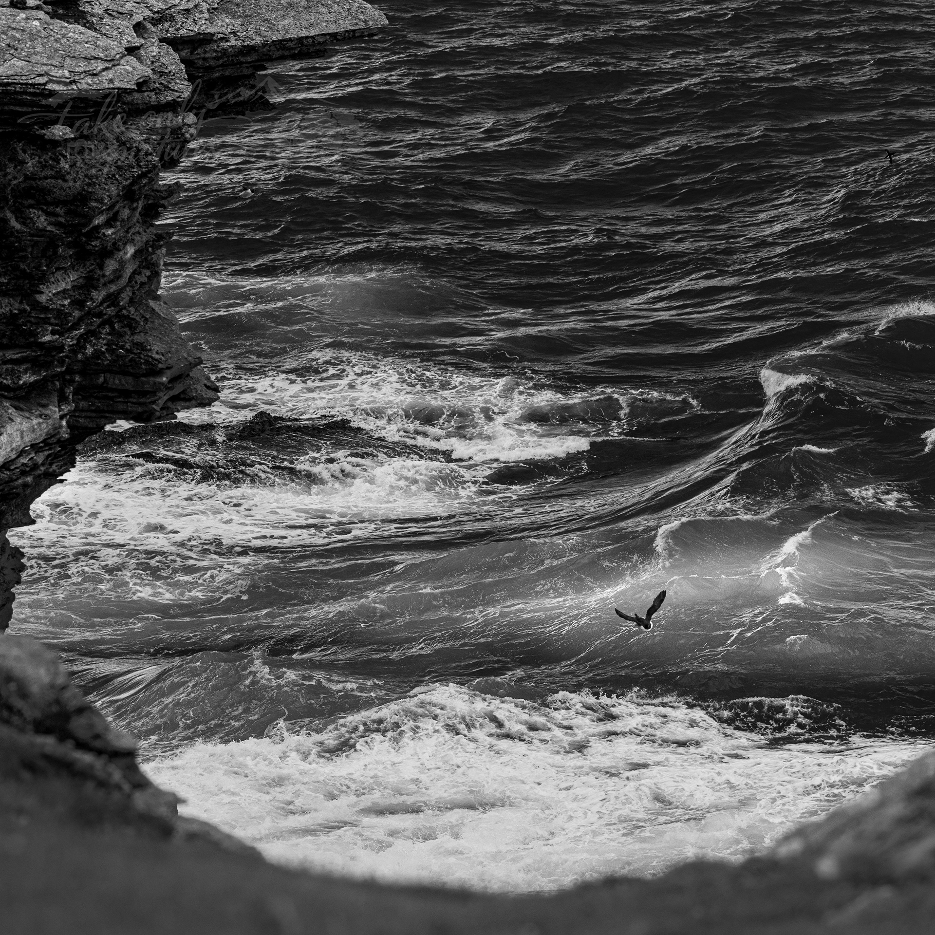 Coming home - Guillemot, Brough of Birsay, Orkney