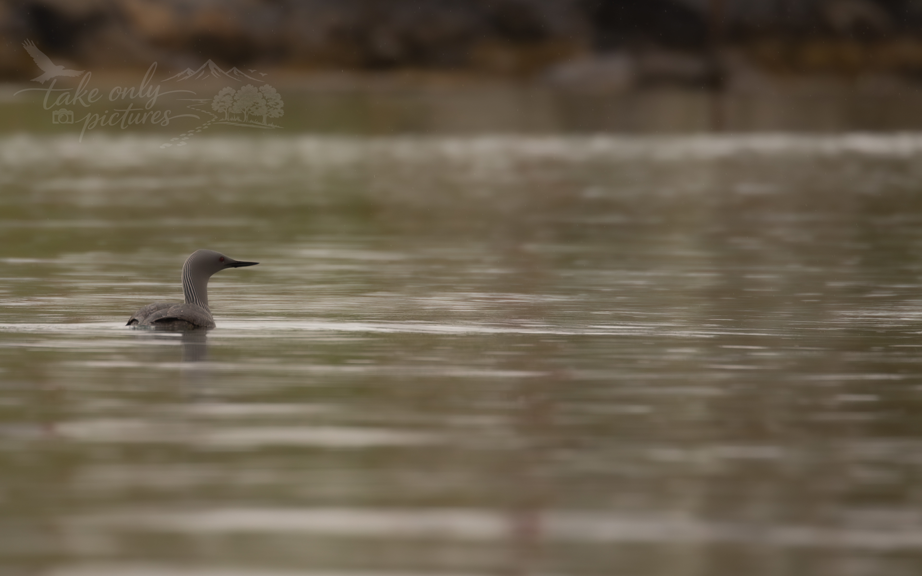 Red-throated diver - Haroldswick, Unst