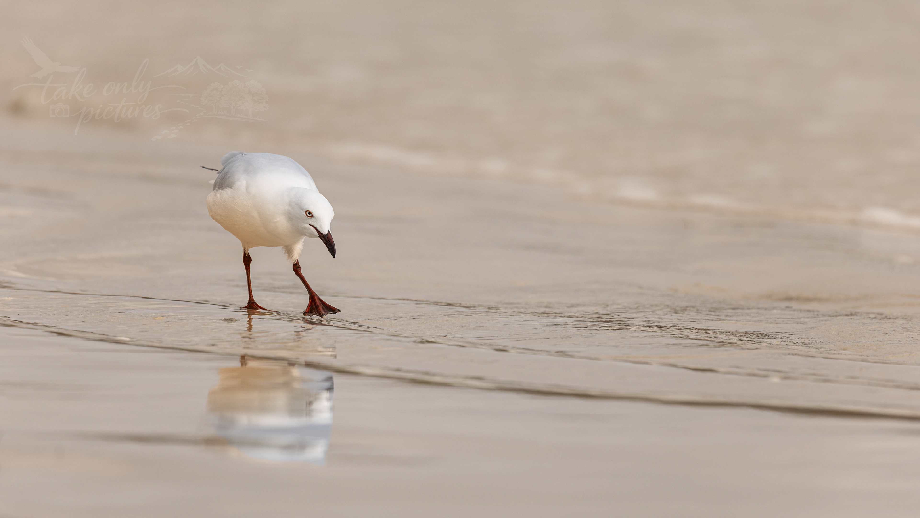 Silver gull, Cheynes Beach, WA
