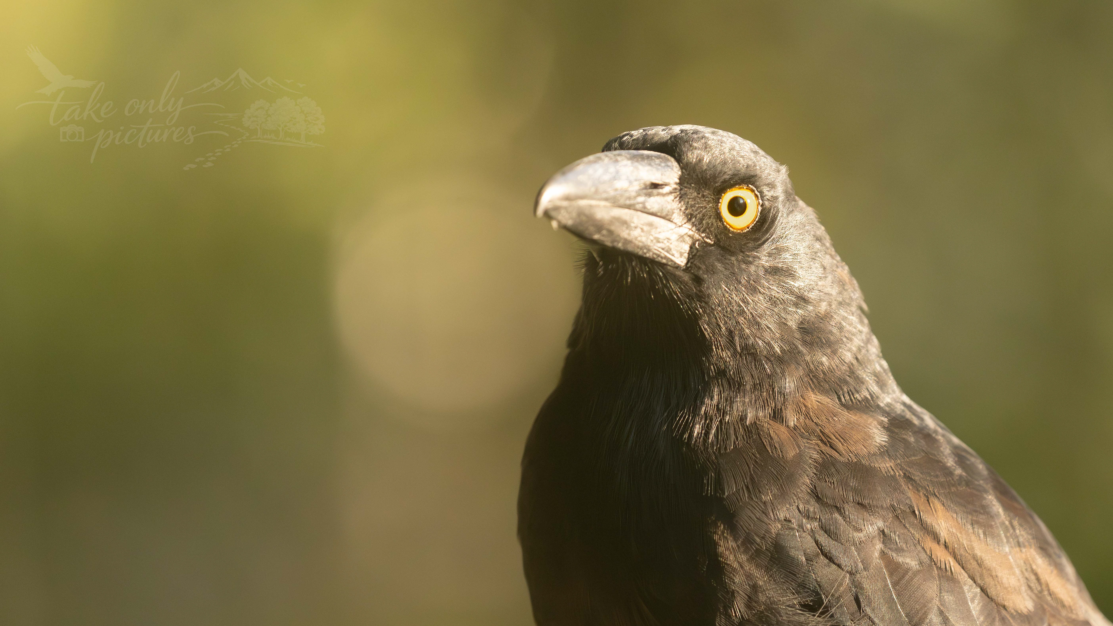 Pied currawong, Barrington Tops, NSW