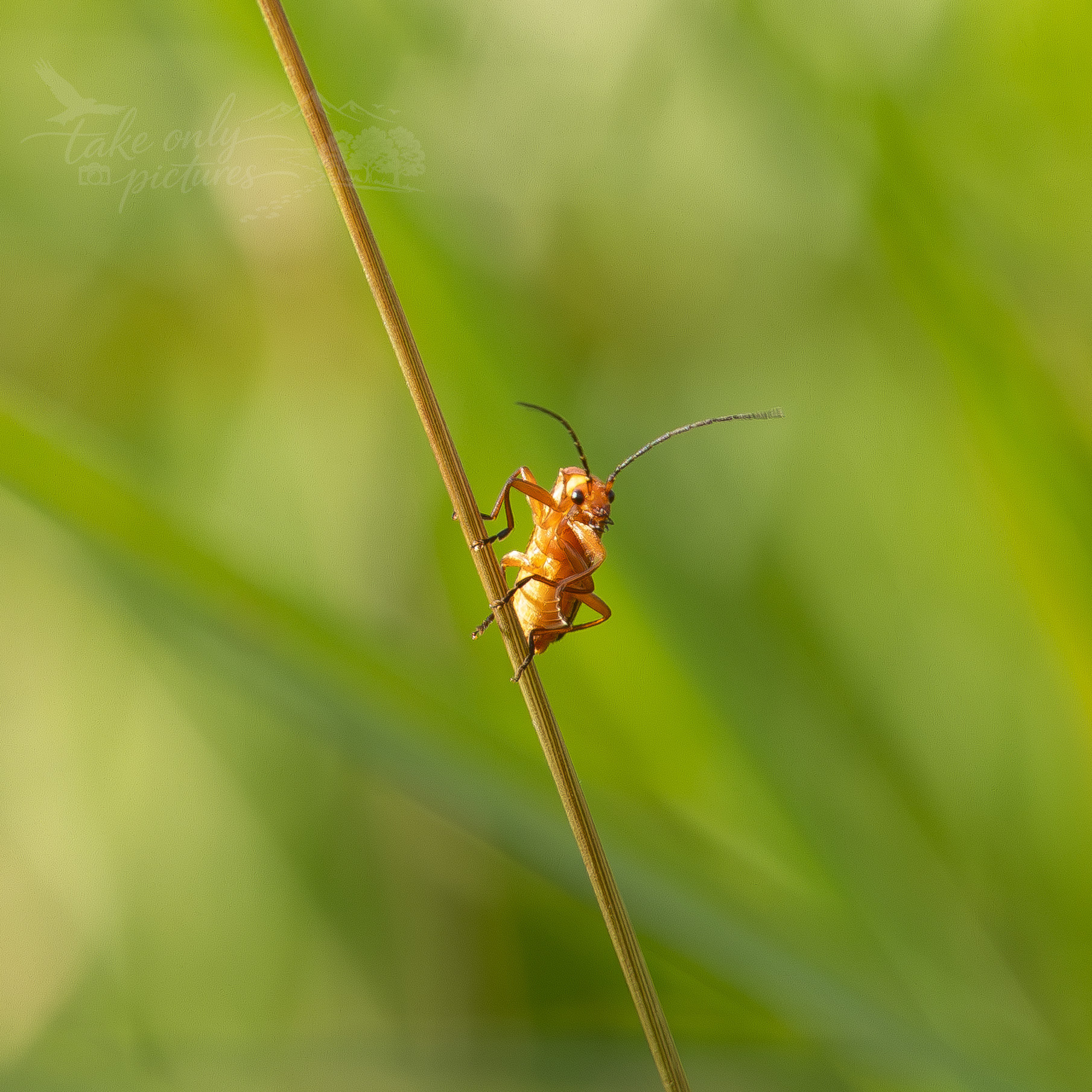Soldier beetle, Magor Marsh LNR, Monmouthshire