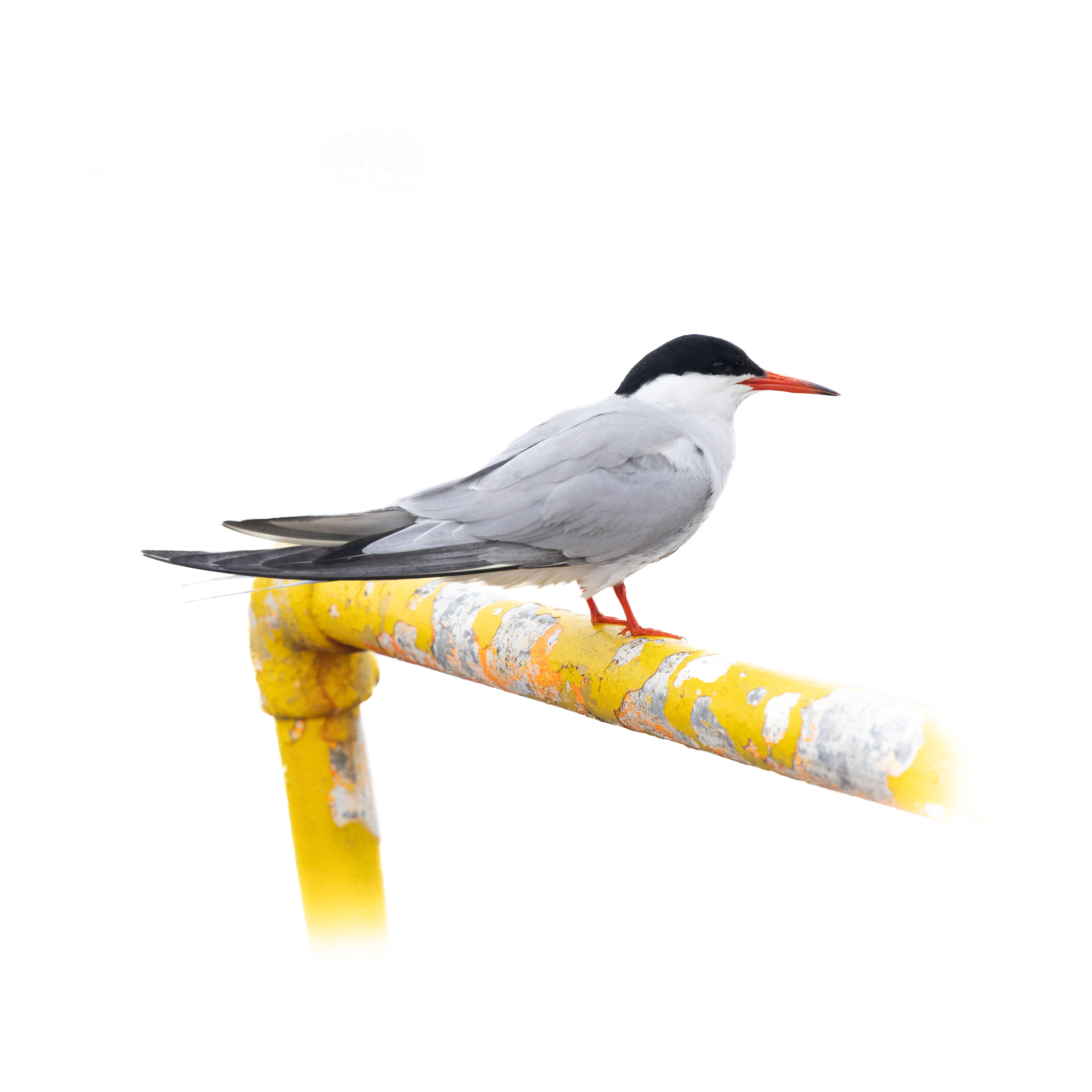 Common tern, Lerwick Harbour, Shetland