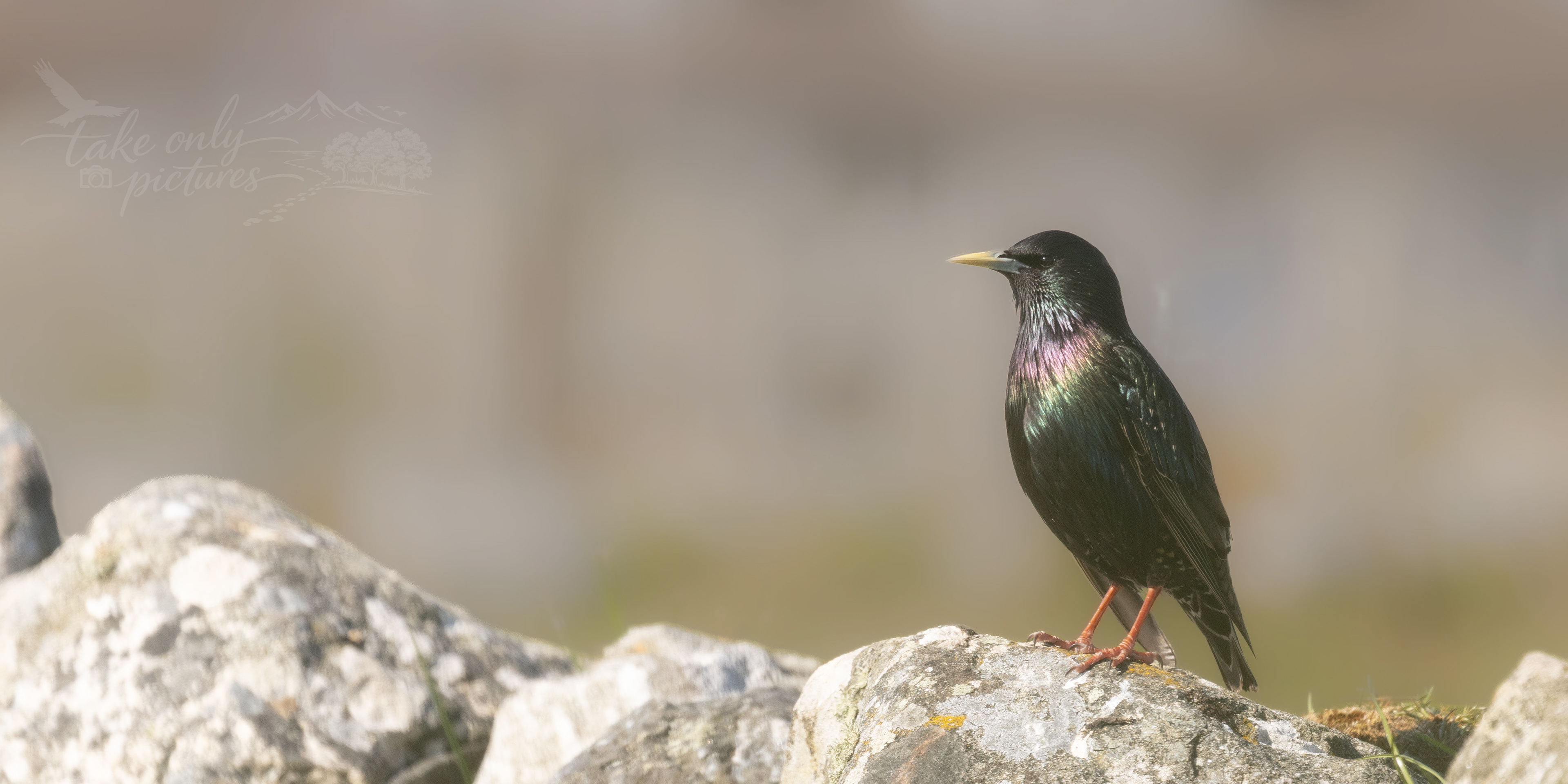 Starling