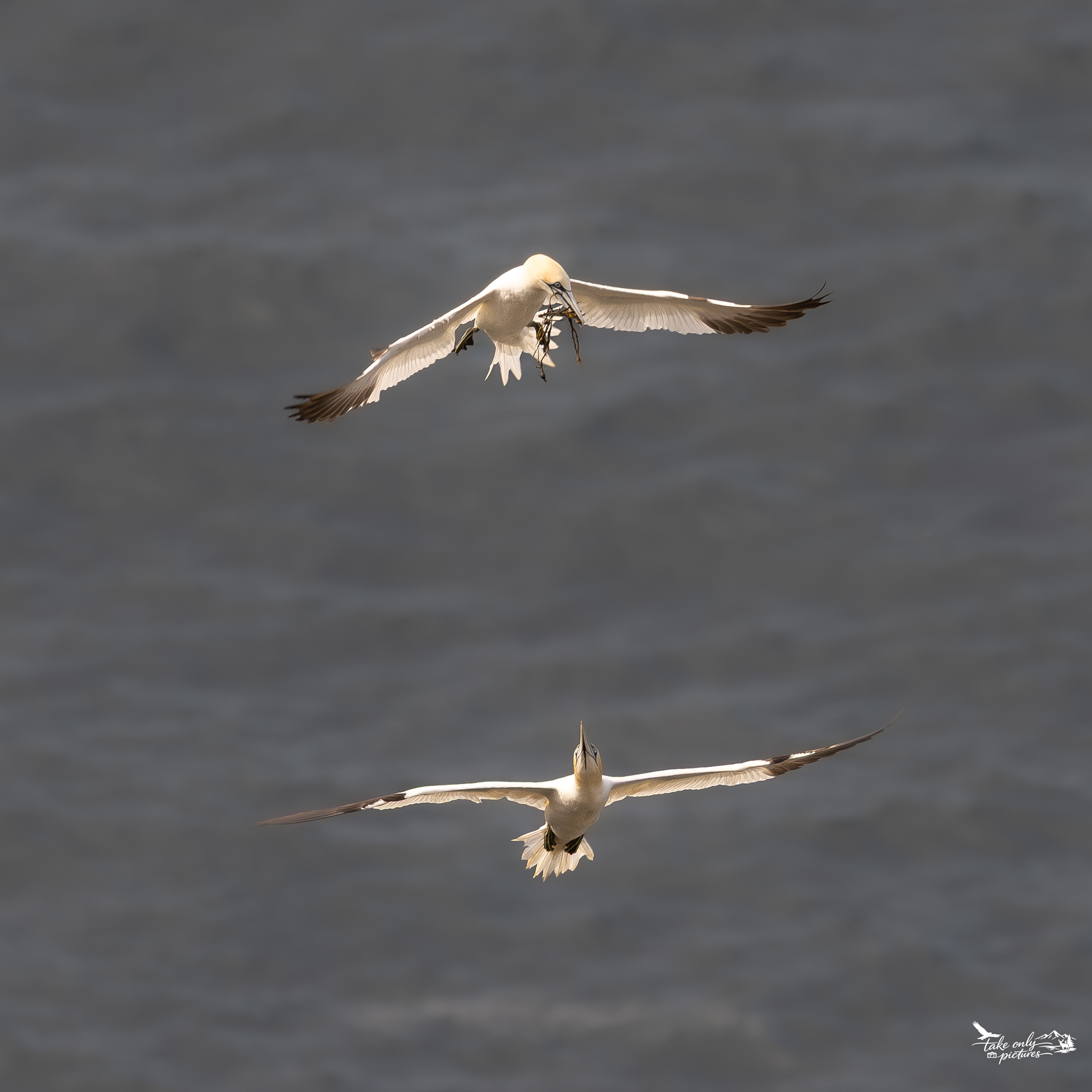 In some colonies, nesting material can be plentiful. In others, for example here at Hermaness, birds will fight over scraps of seaweed.