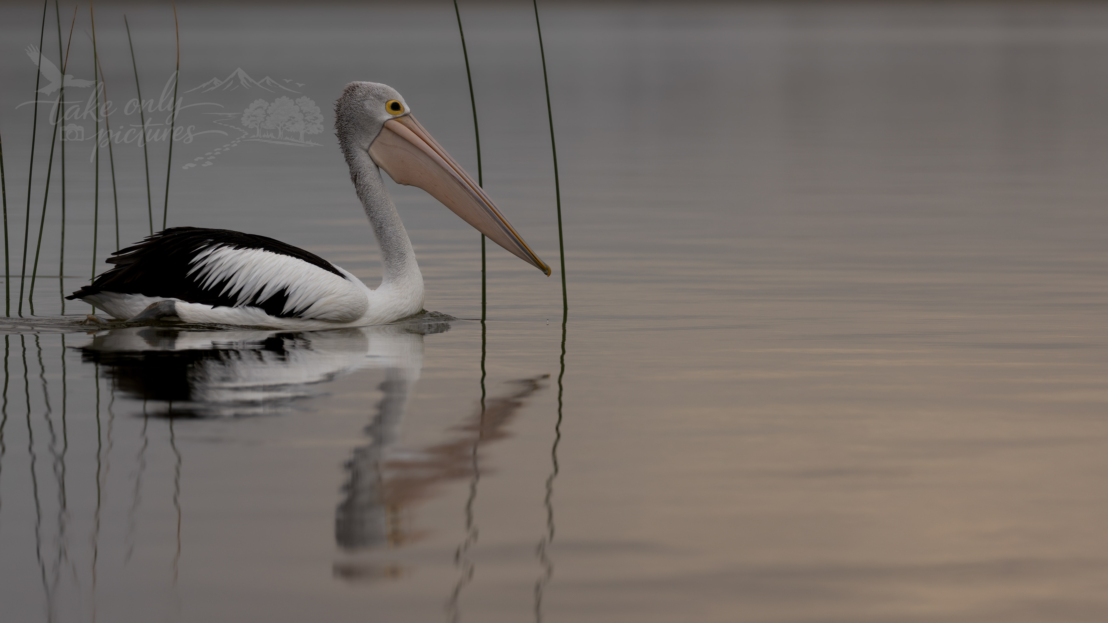 Australian pelican, Murray River, South Australia
