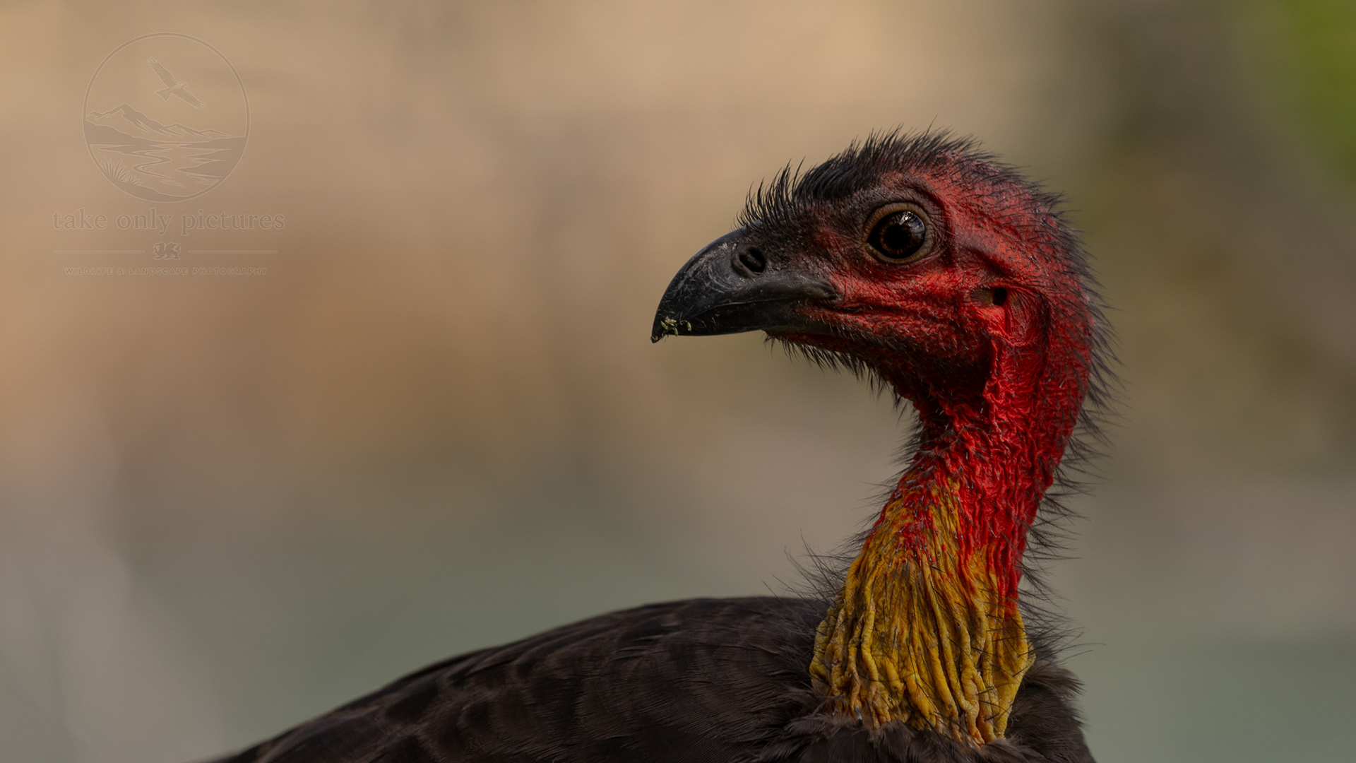 Brush turkey, Shelly Beach, NSW
