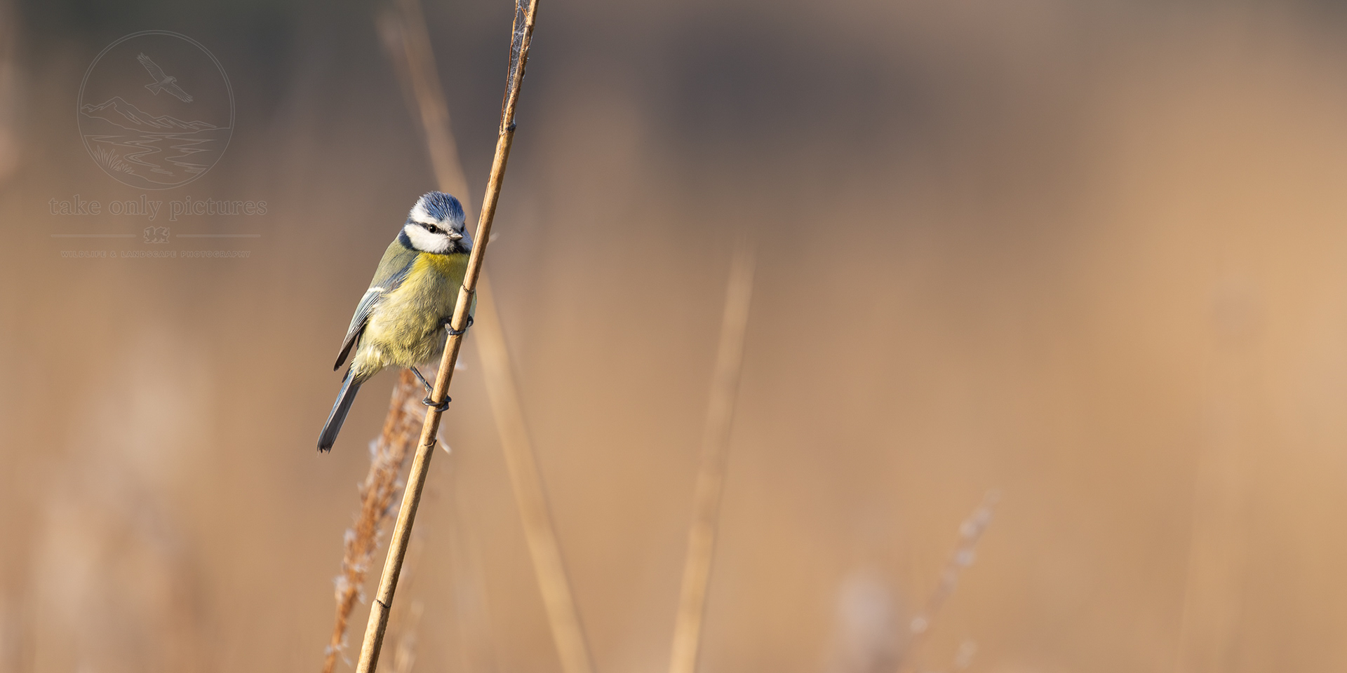 Blue tit, RSPB Ham Wall, Somerset