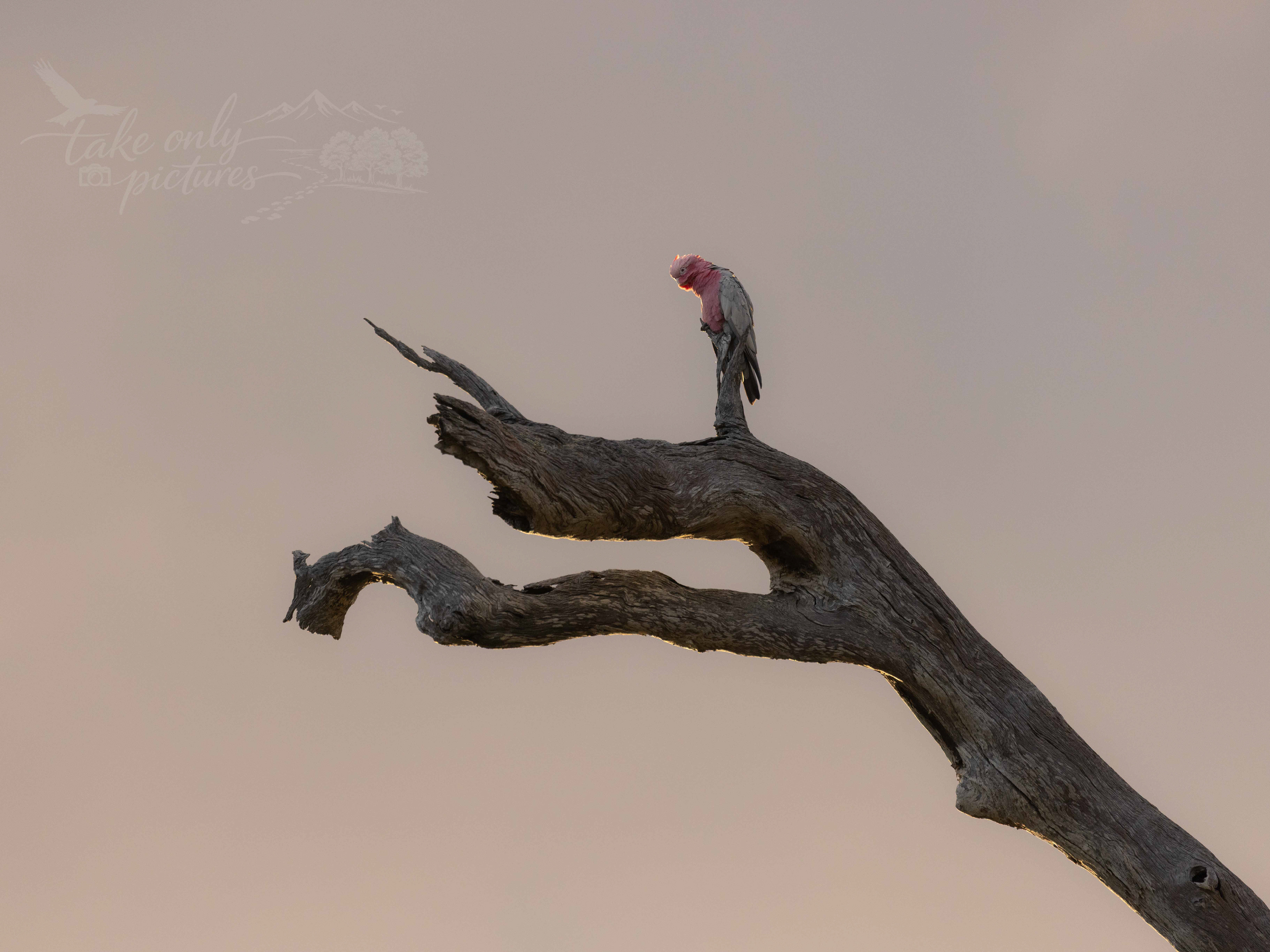 Backlit Gullah, Stirling Ranges Retreat, WA