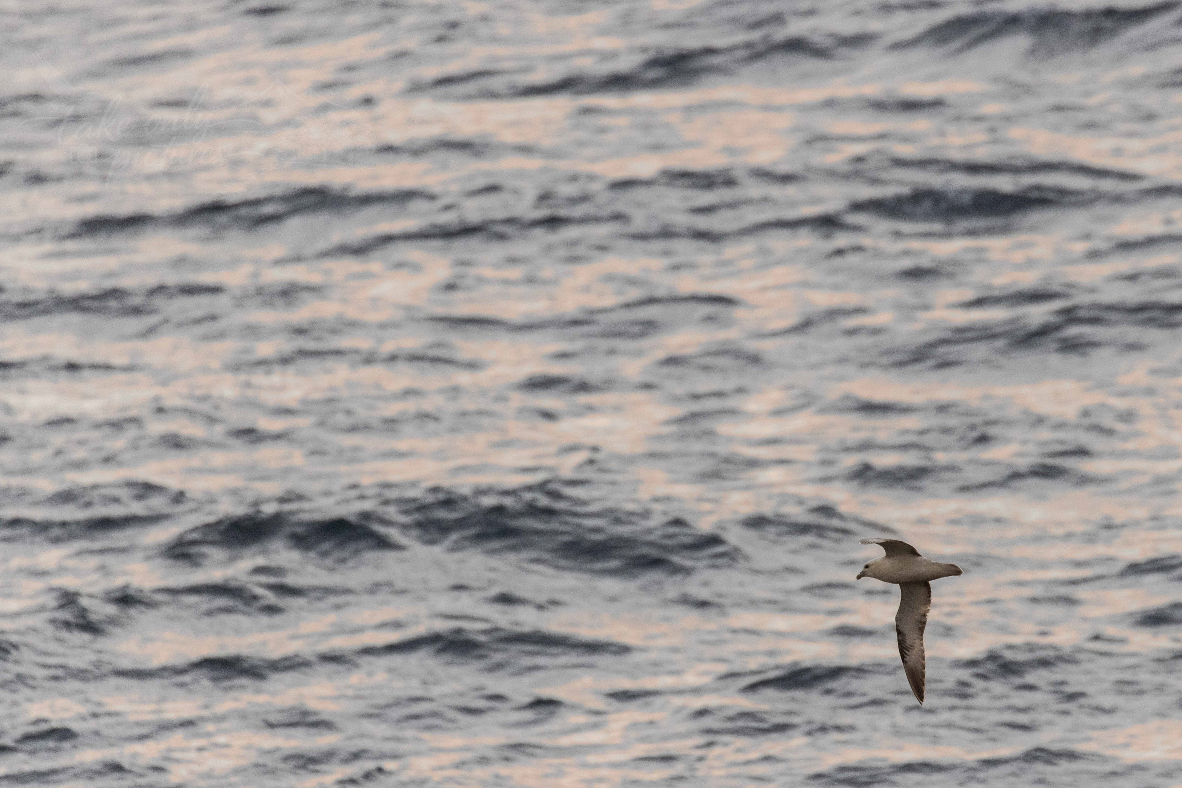 Fulmar - an ocean wanderer, North Sea