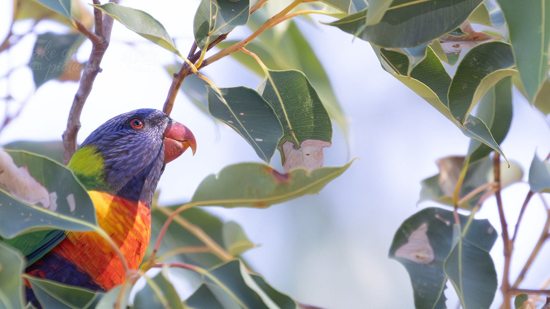 Rainbow lorikeet