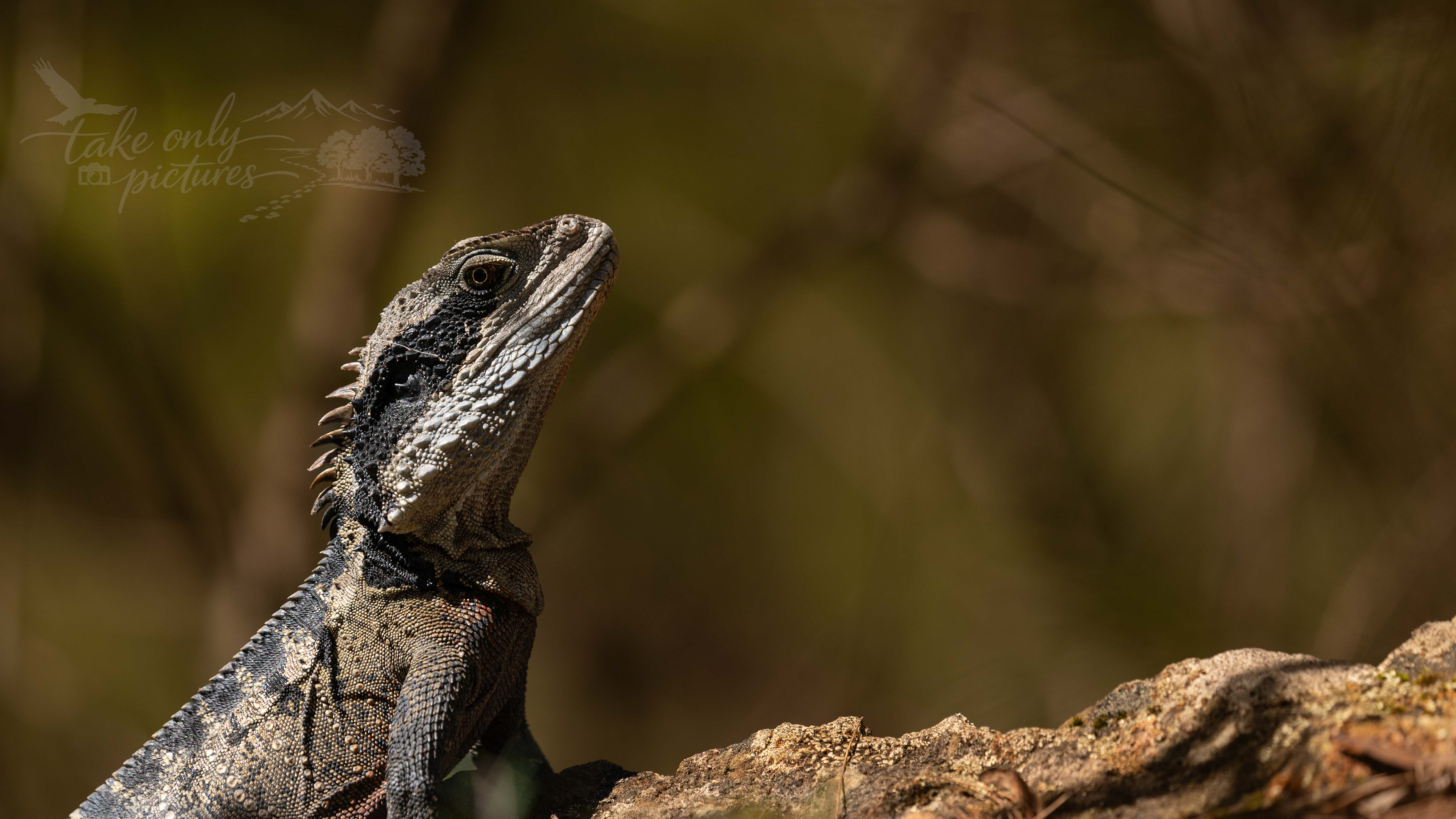 Water Dragon, Grand Canyon walk, Blue Mountains, NSW