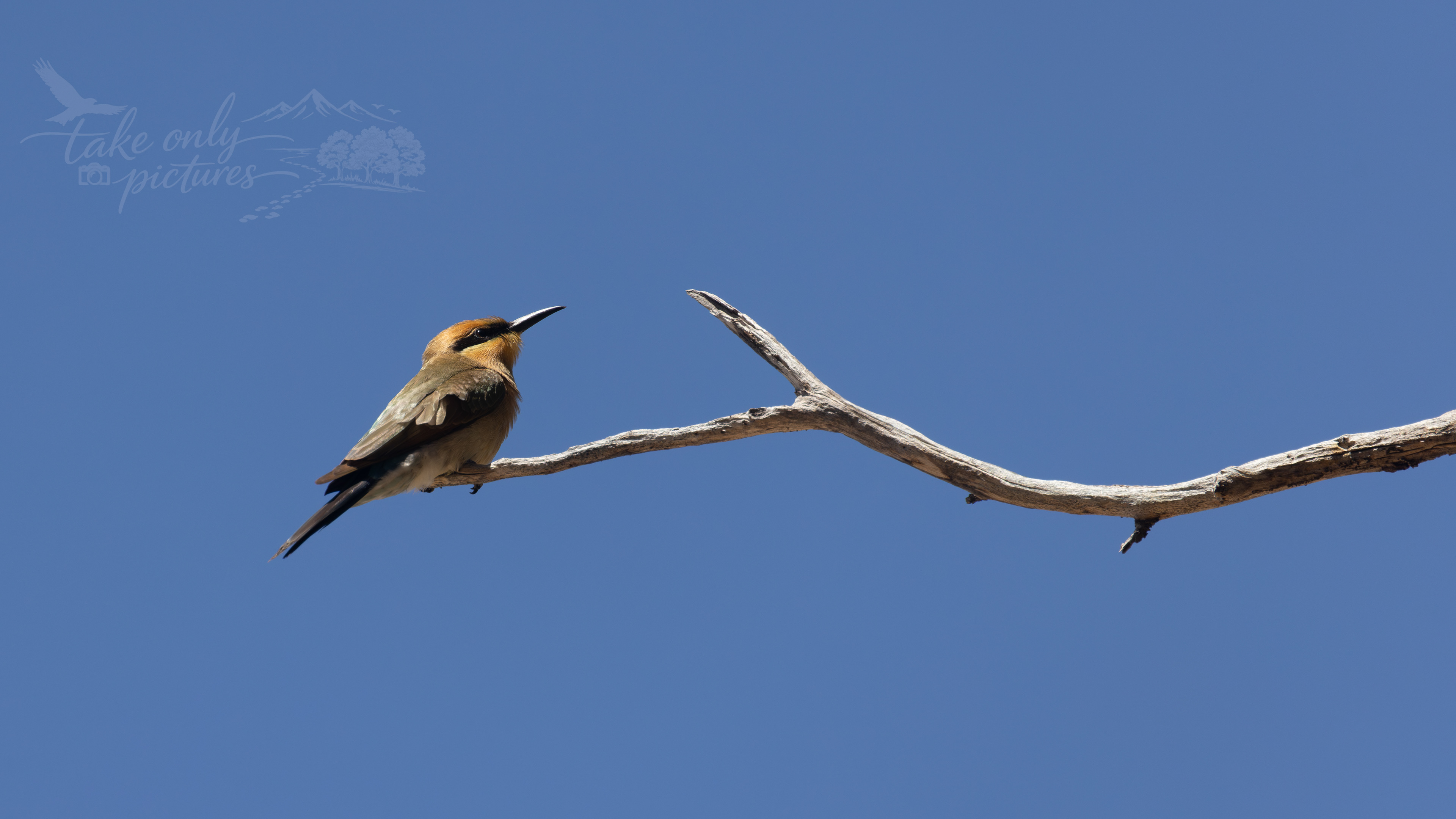 Rainbow bee-eater