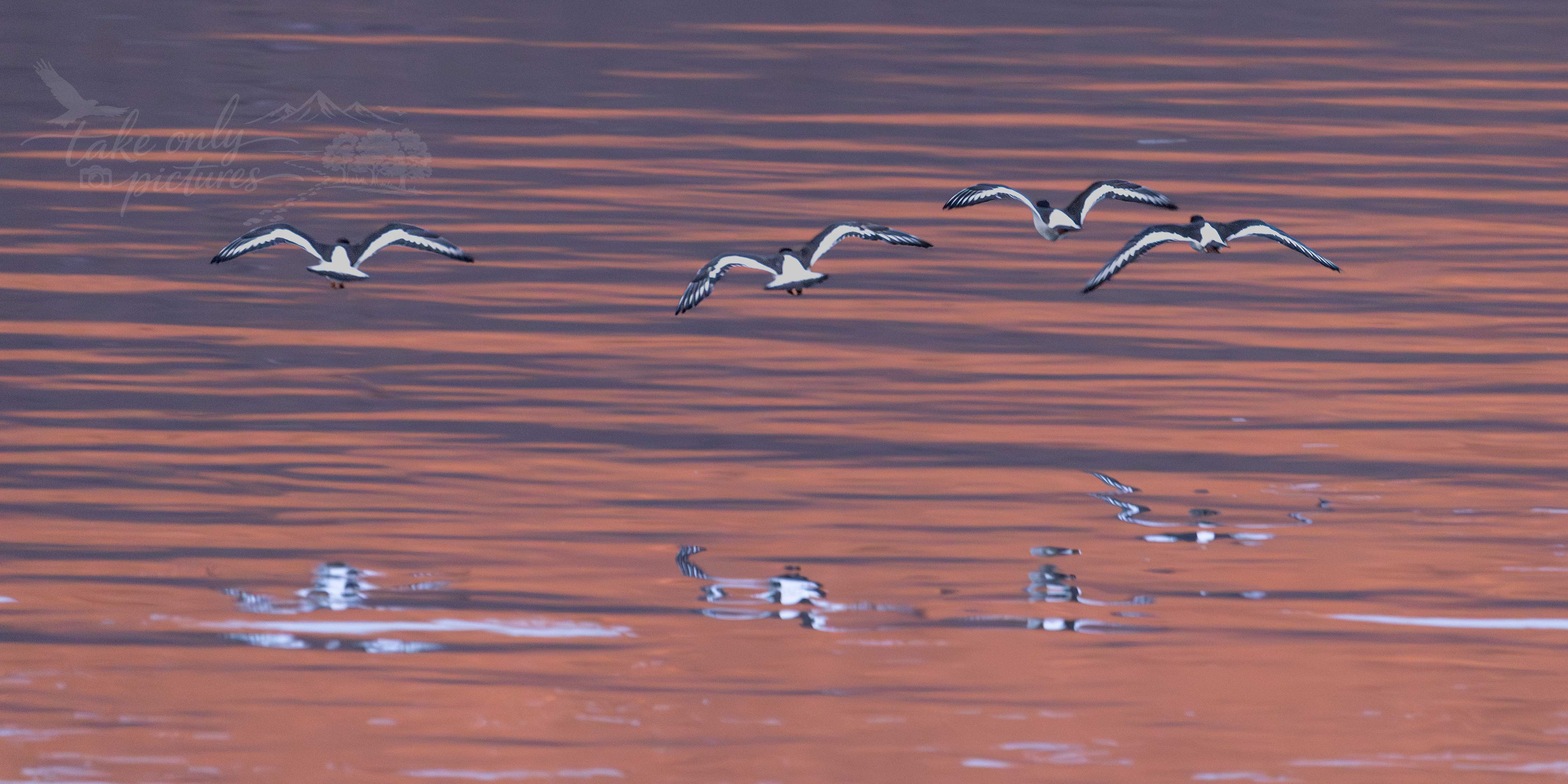 Oystercatchers